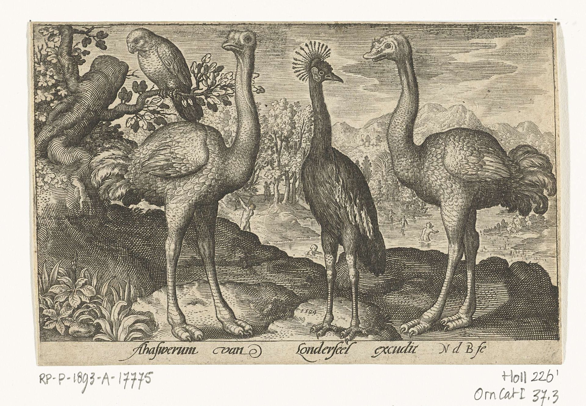 Kroonkraanvogel tussen twee struisvogels by Nicolaes de Bruyn
