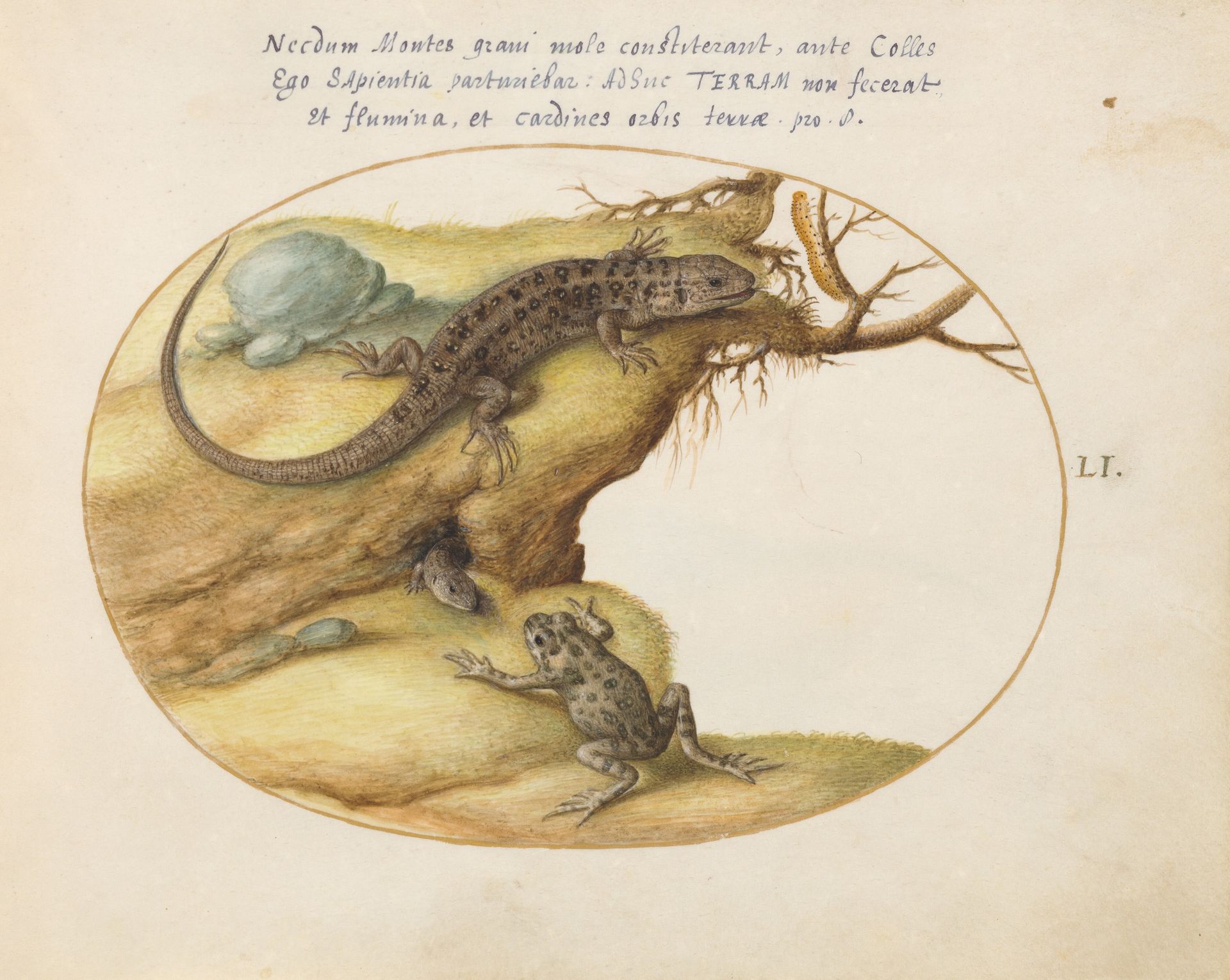 Plate 51: Two Sand Lizards, a Common Parsley Frog(?), and a Caterpillar by Joris Hoefnagel