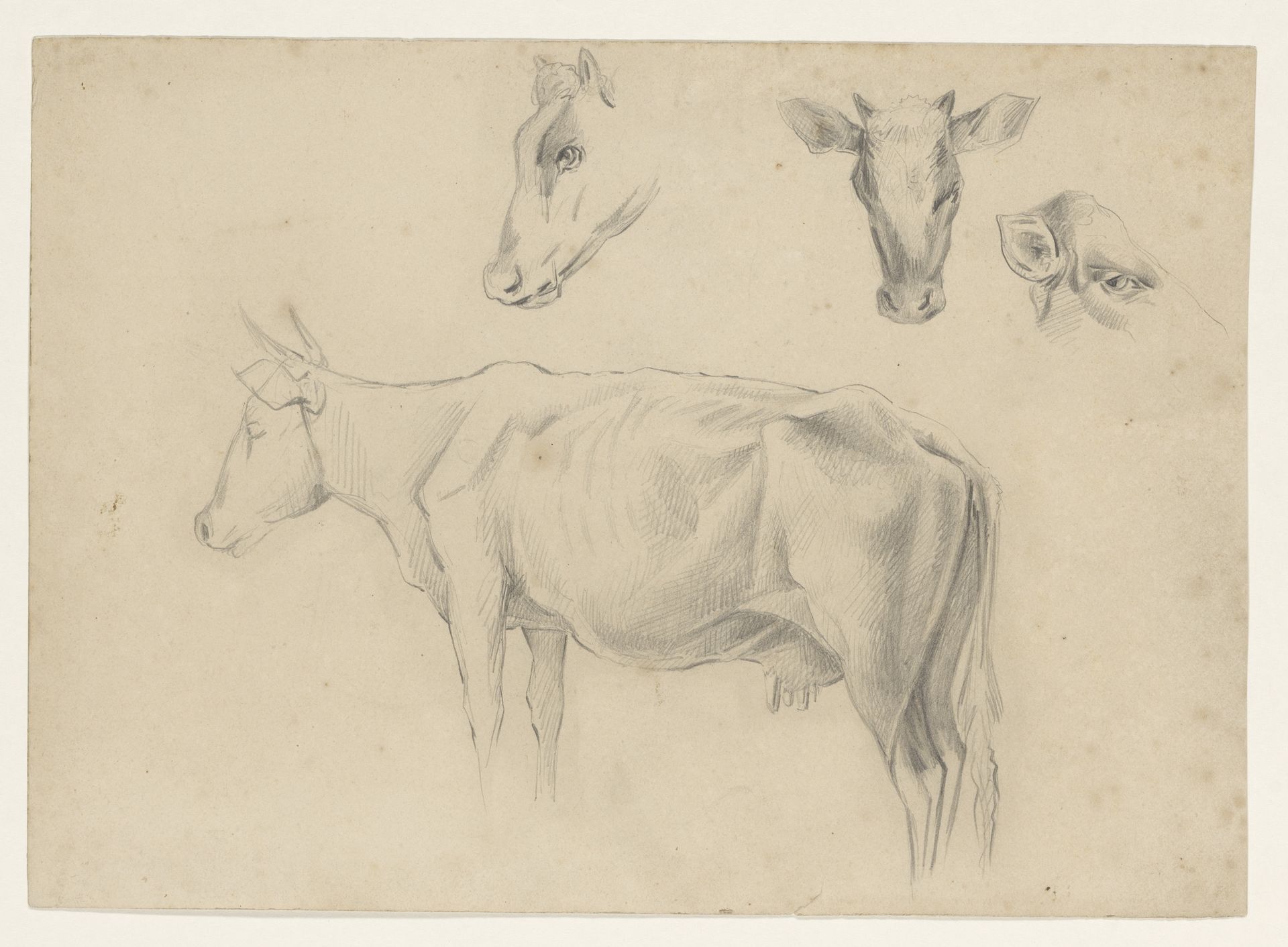 Studies van een koe by Johannes Tavenraat