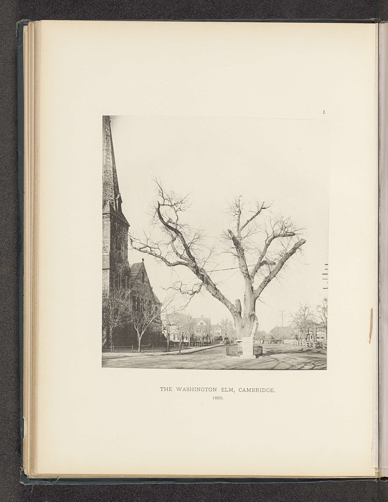 The Washington Elm, Cambridge by Henry Brooks