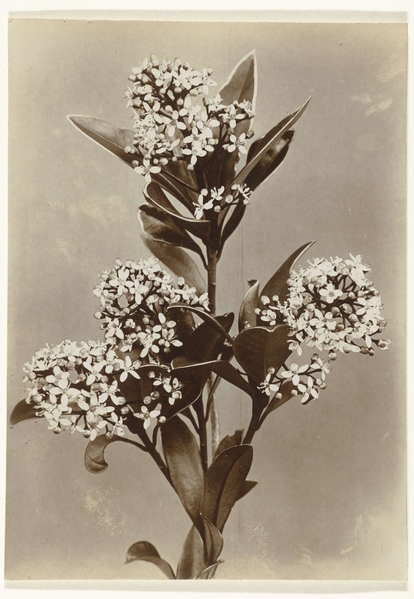 Tak van een skimmia by Richard Tepe