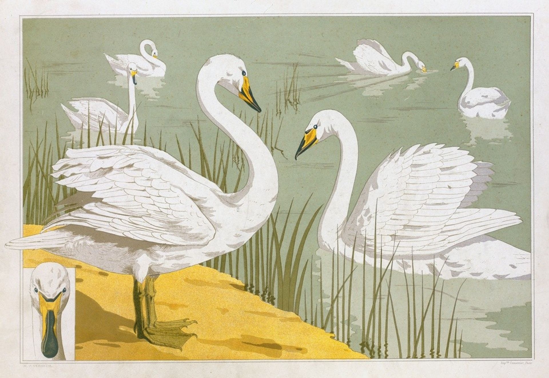 Cygne sauvage by Maurice Pillard Verneuil