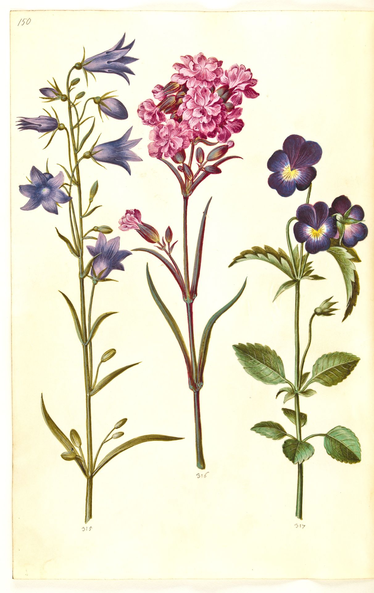 Campanula rotundifolia (liden klokke); Silene viscaria (almindelig tjærenellike); Viola tricolor (almindelig stedmoderblomst) by Hans Simon Holtzbecker