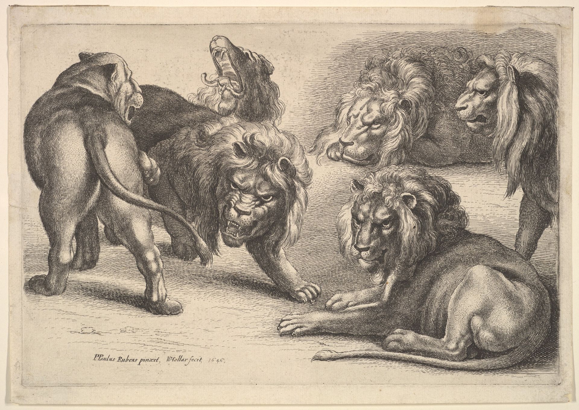 Six Lions in Various Poses by Wenceslaus Hollar
