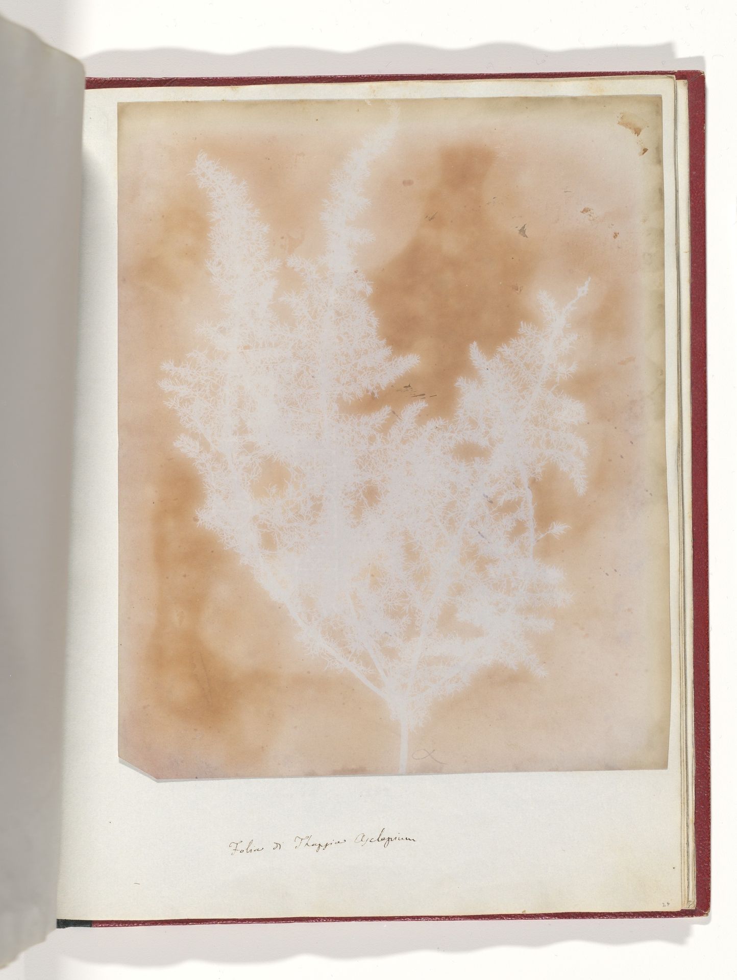 Thapsia Asclepium from Corfu by William Henry Fox Talbot