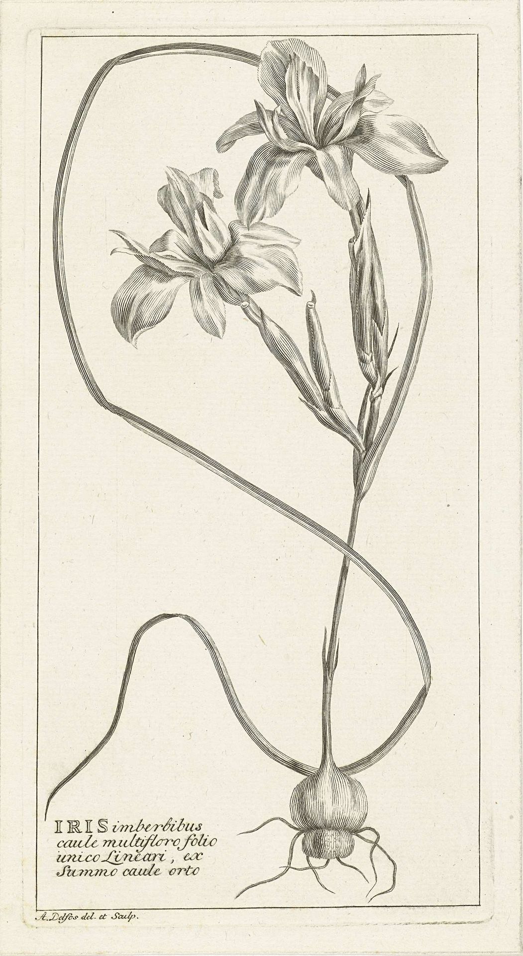 Iris by Abraham Delfos