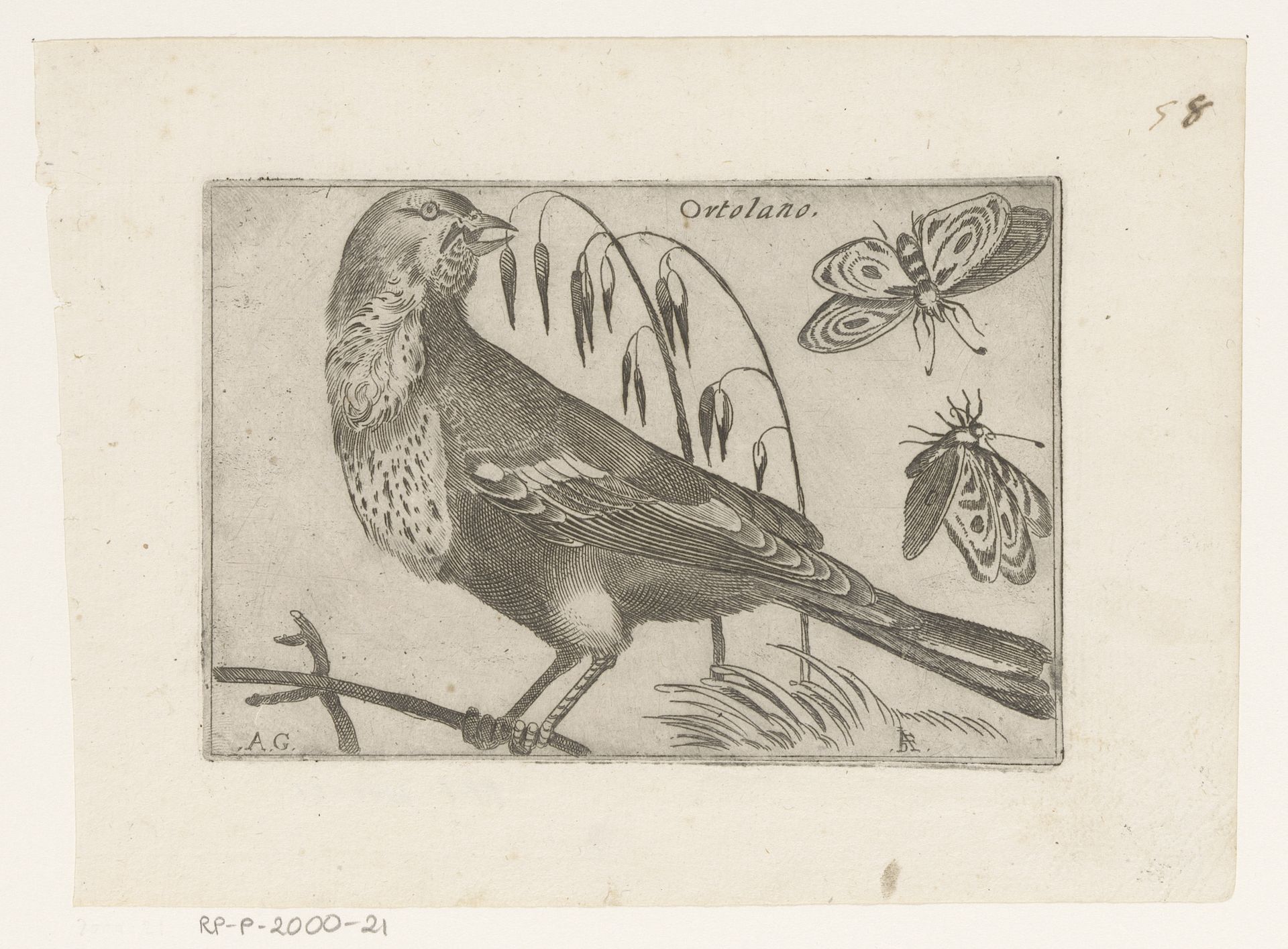 Ortolaan (Emberiza hortulana) by Jacques de Fornazeris