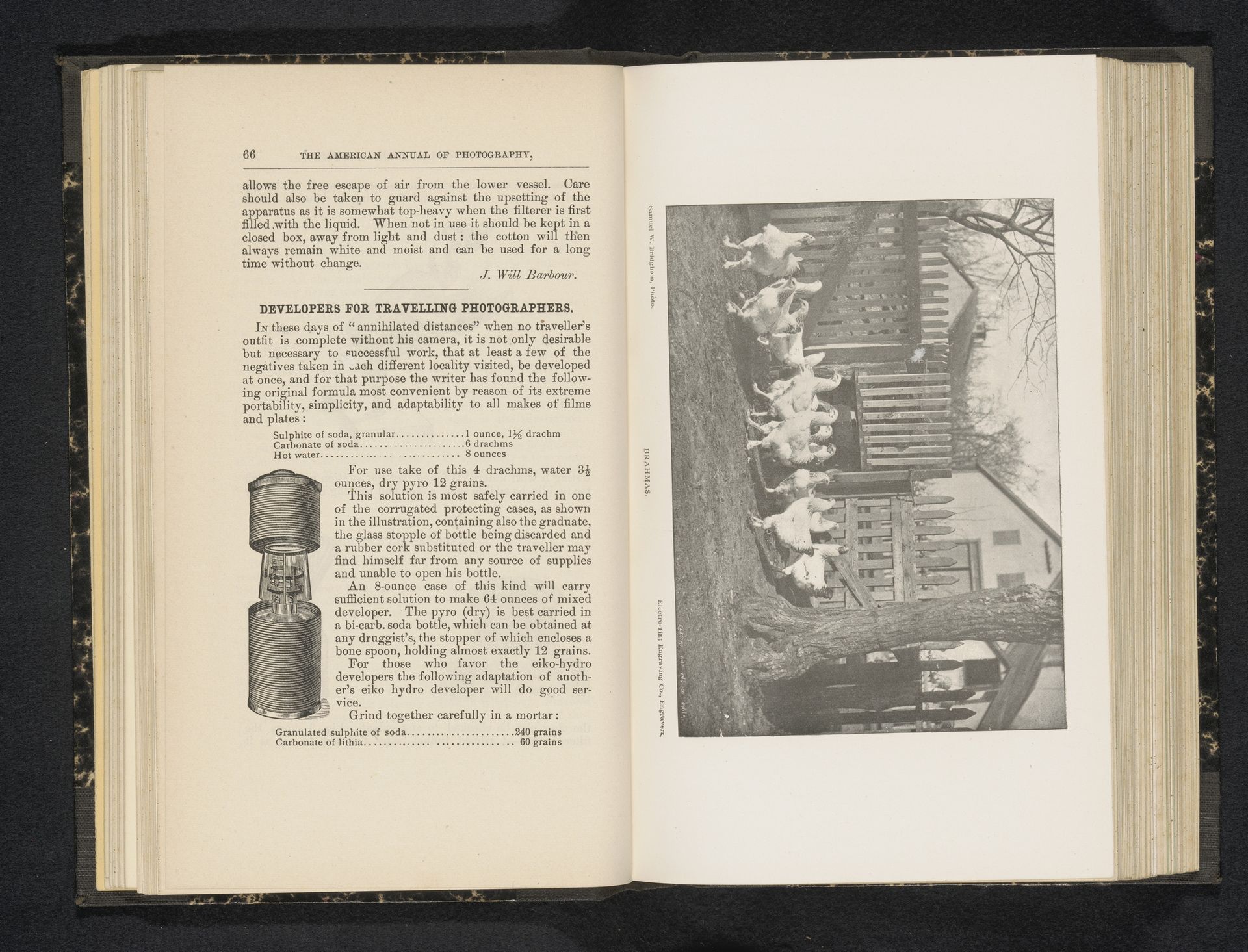 Gezicht op een toom brahma kippen in een ren by Samuel W. Bridgham