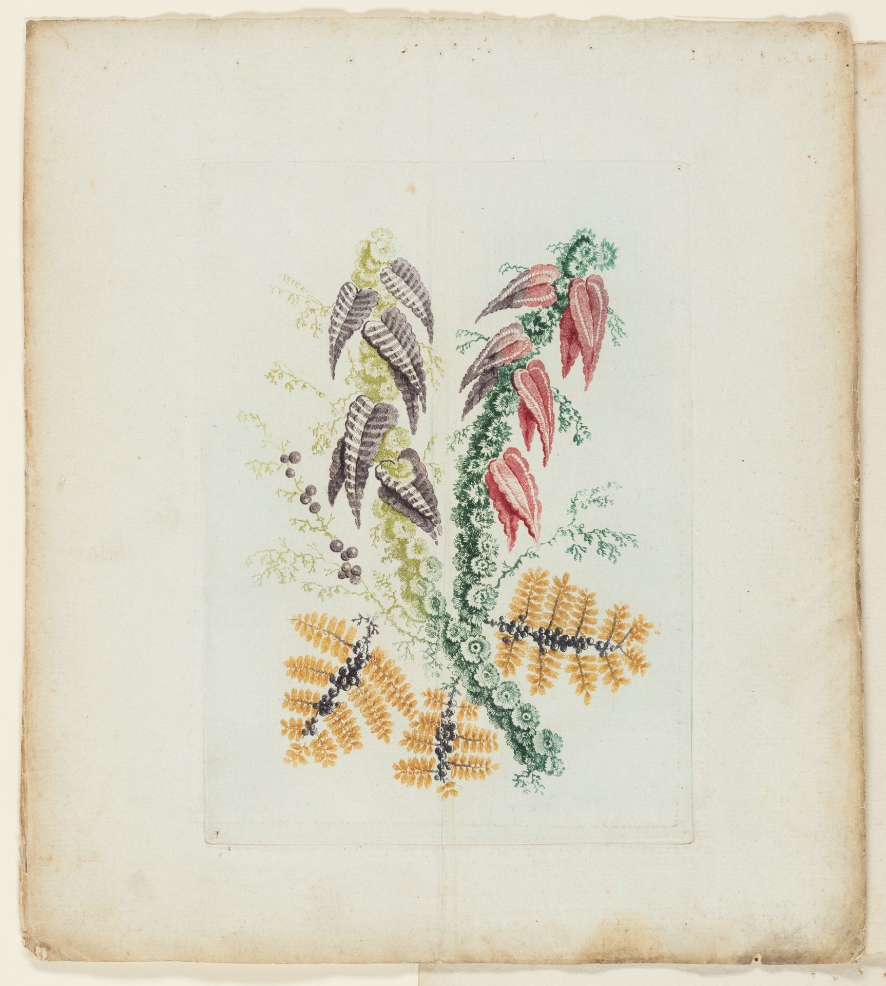 Plate, from New Suite of Notebooks of Ideal Flowers for Use by Draftsmen and Painters by Anne Allen