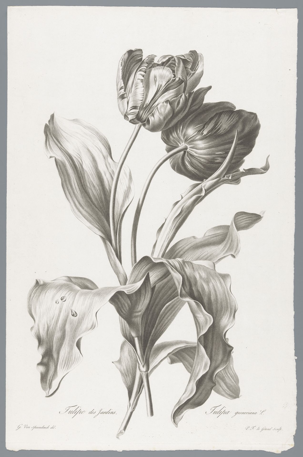 Tulp by Pierre François Legrand