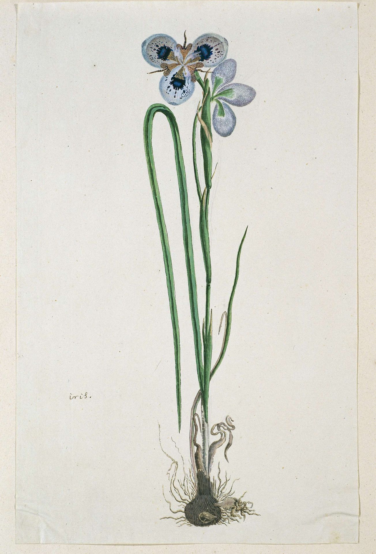 Moraea aristata (D. Delaroche) Aschers & Graebn. (Blue-eyed uintjie) by Robert Jacob Gordon