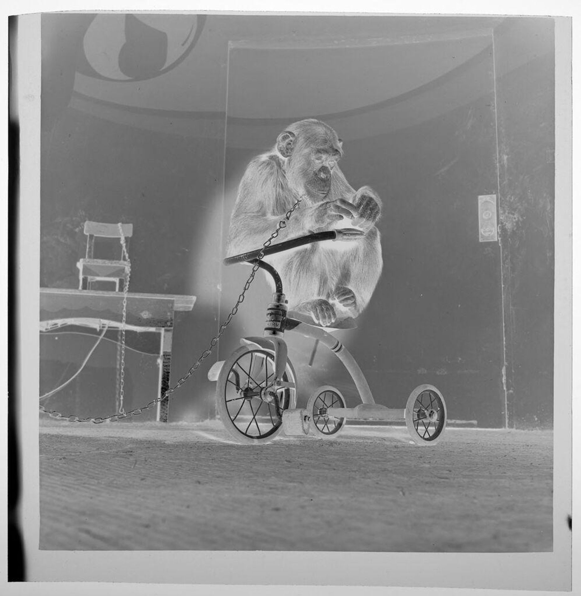 Untitled (monkey riding tricycle) by Jack Gould
