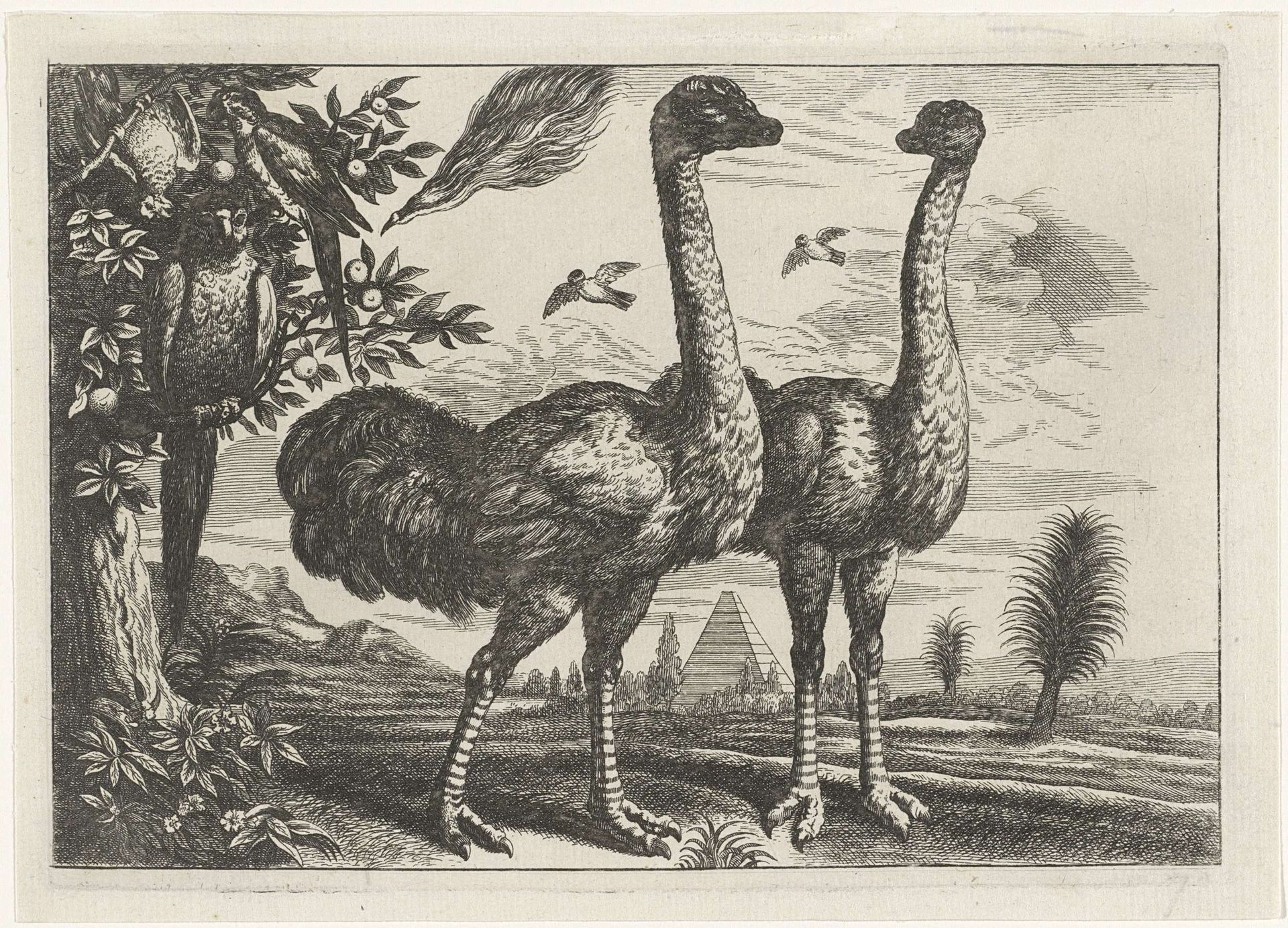Twee struisvogels en enkele papegaaien by Robert Gaywood