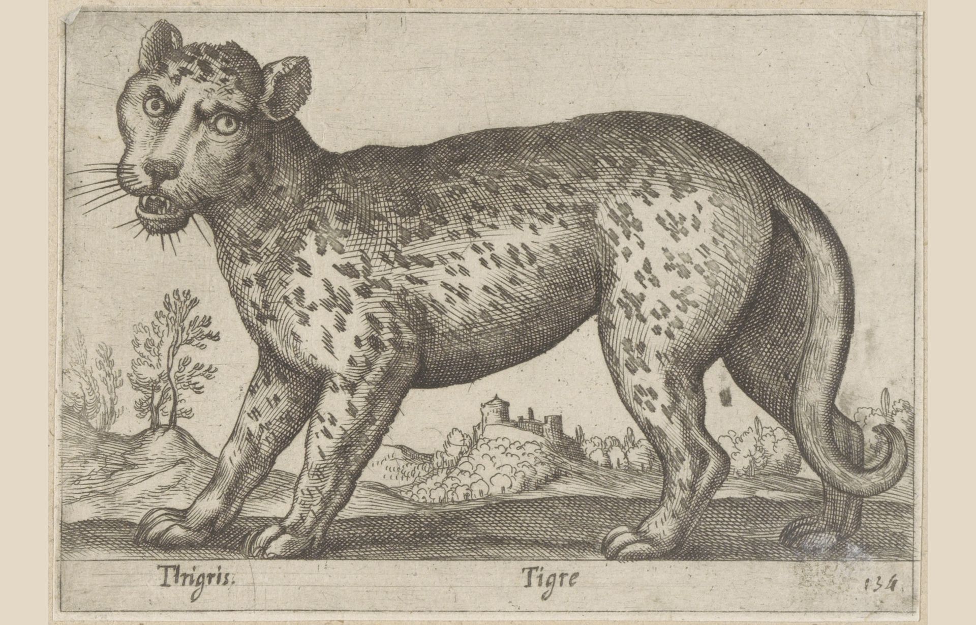 Tijger by Antonio Tempesta