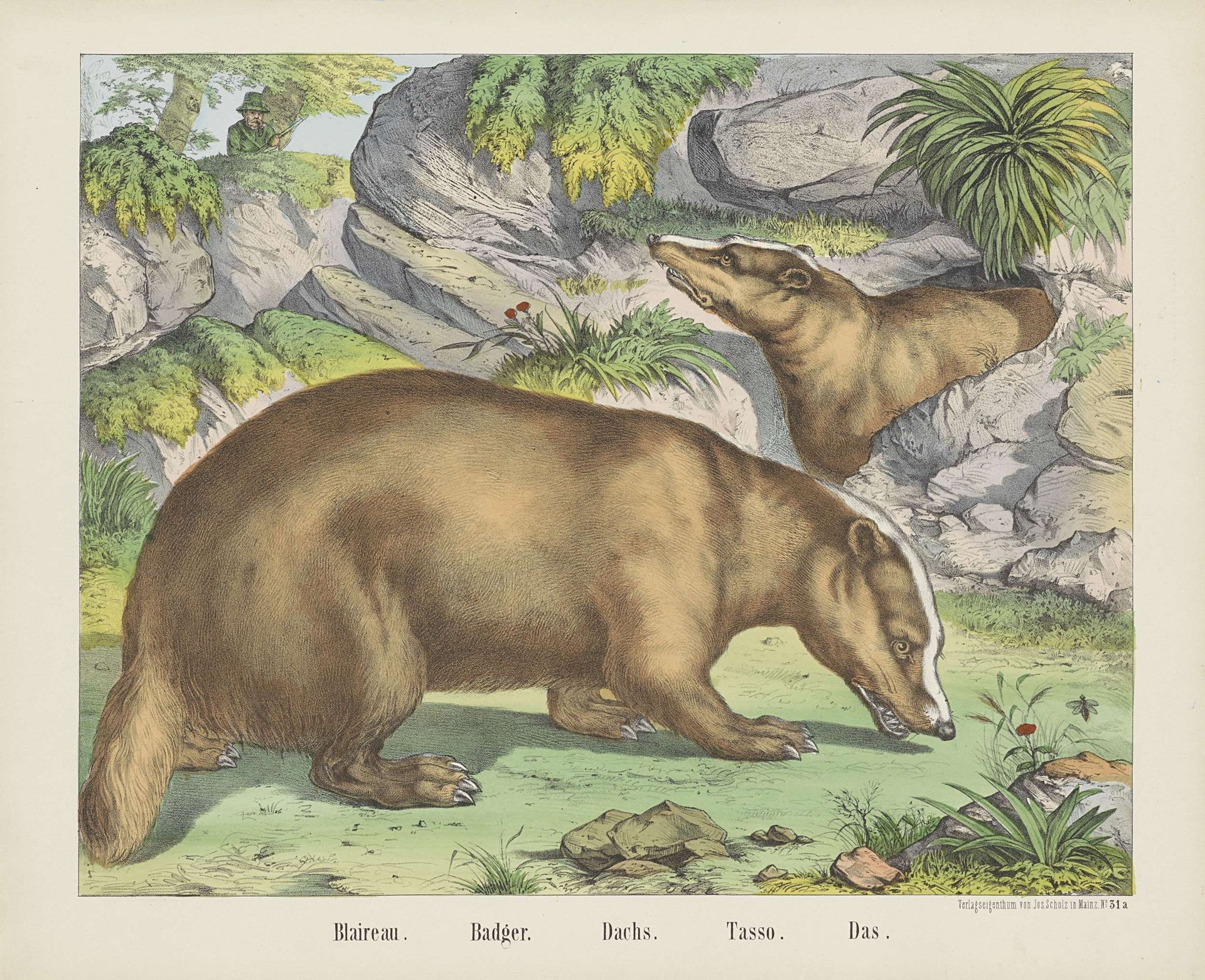 Blaireau. / Badger. / Dachs. / Tasso. / Das by firma Joseph Scholz