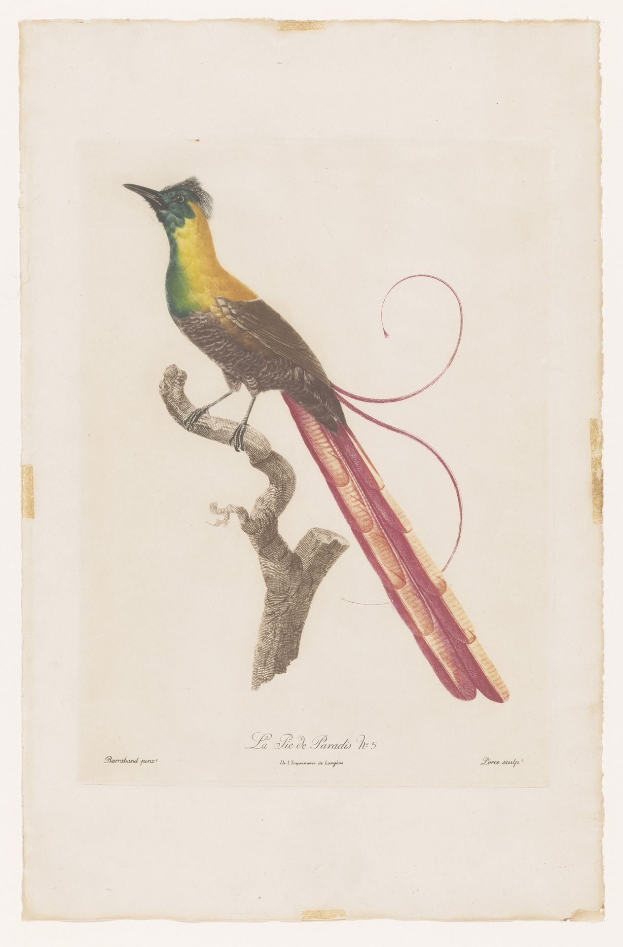 Paradijsvogel op een tak by Jacques Louis Pérée