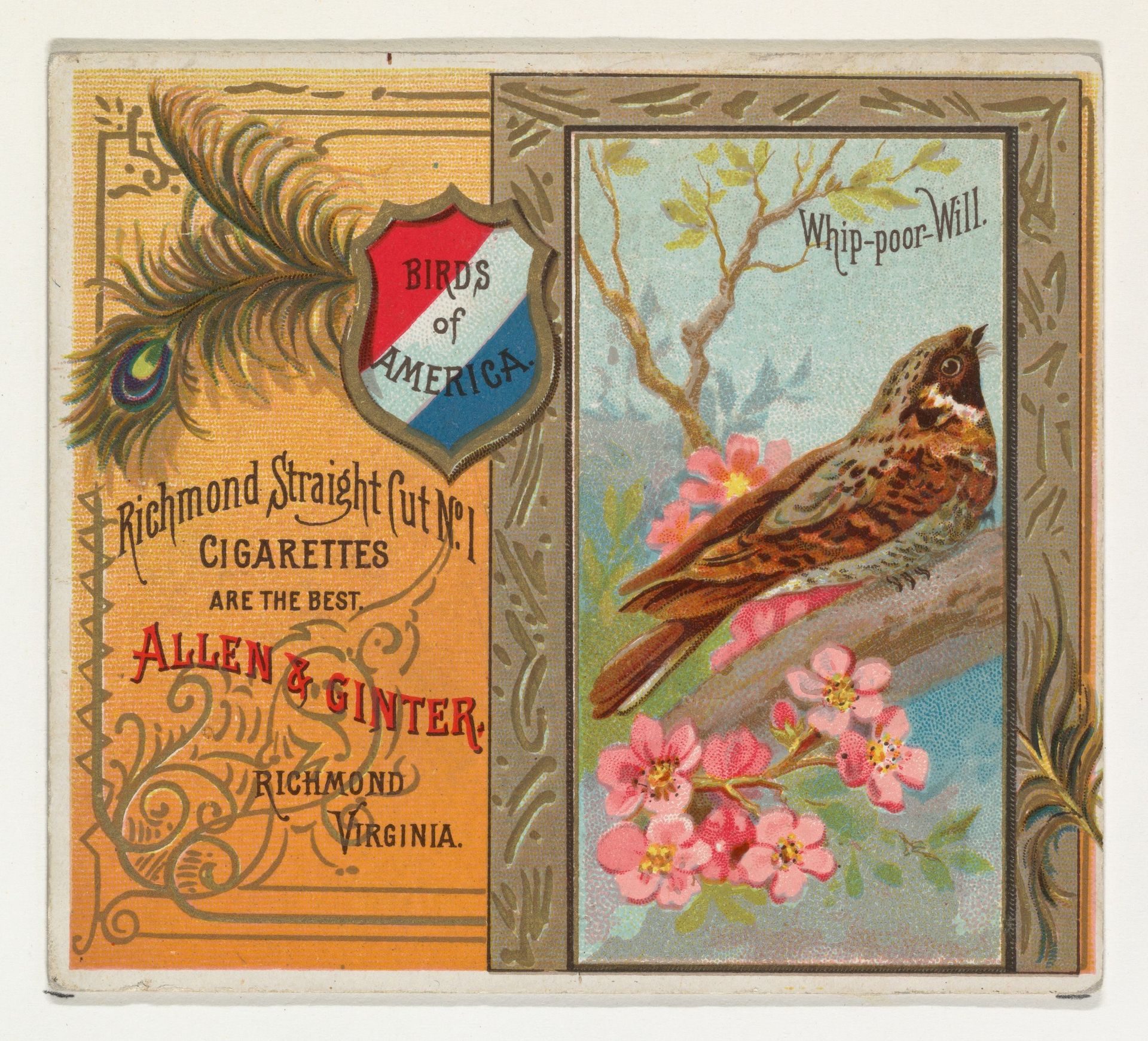 Whip-poor Will, from the Birds of America series (N37) for Allen & Ginter Cigarettes by Allen & Ginter