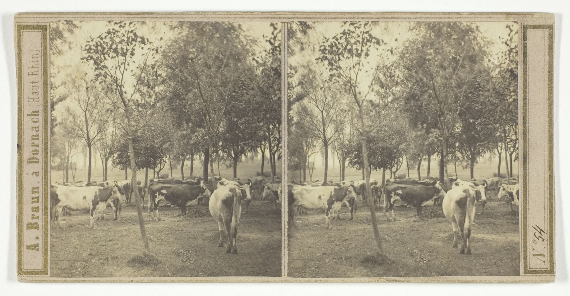 Untitled by Adolphe Braun