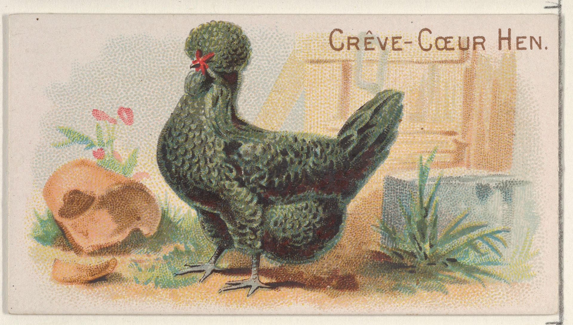 Crève-Cœur Hen, from the Prize and Game Chickens series (N20) for Allen & Ginter Cigarettes by Allen & Ginter