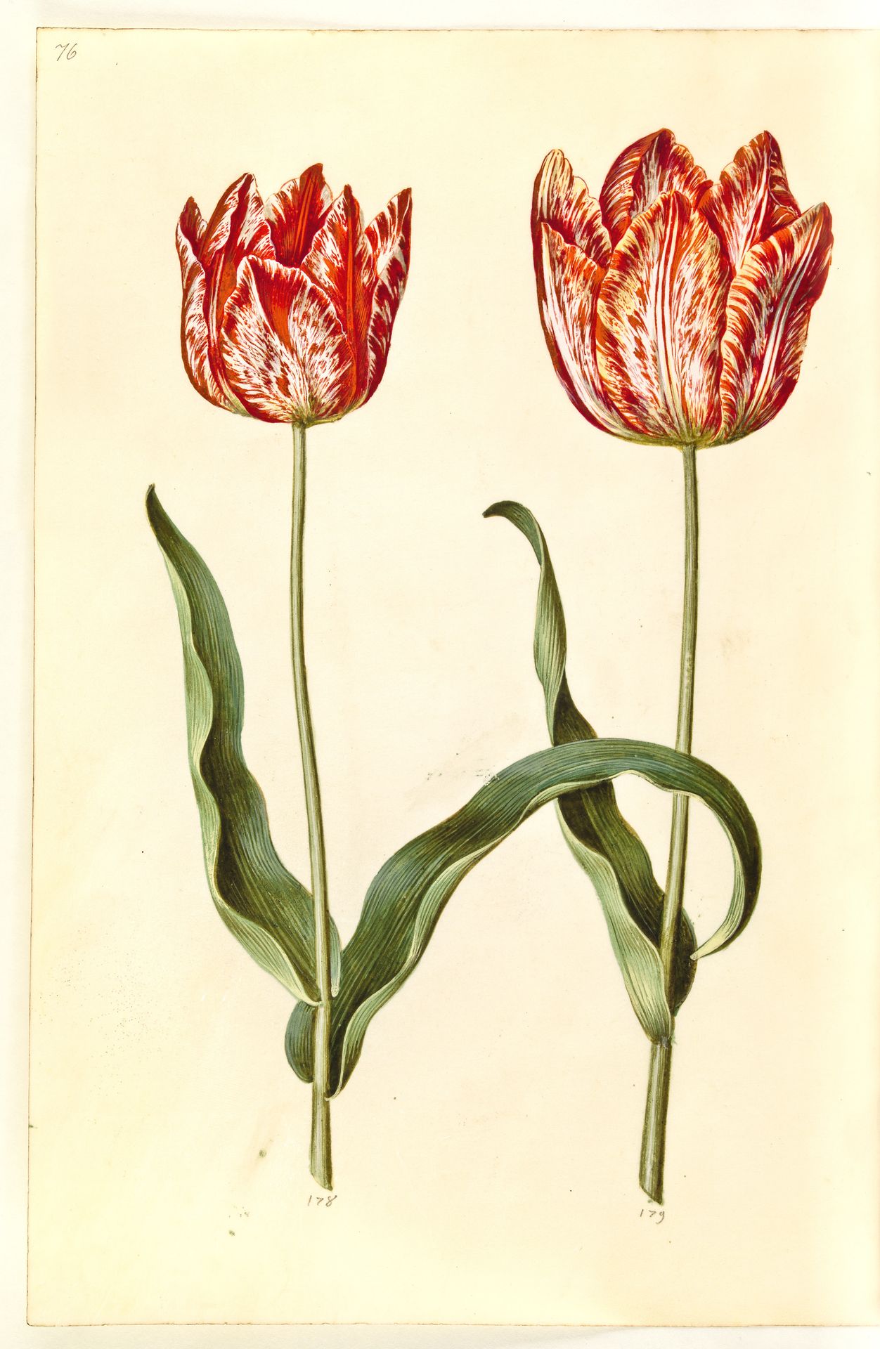Tulipa gesneriana (have-tulipan) by Hans Simon Holtzbecker