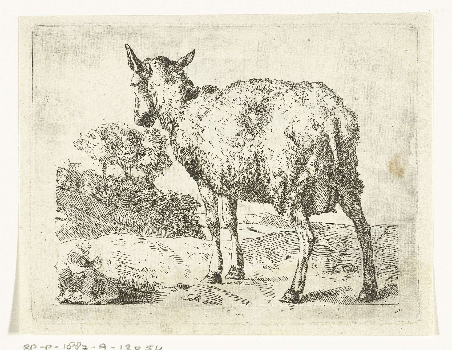 Staand schaap, van achter gezien by Anonymous