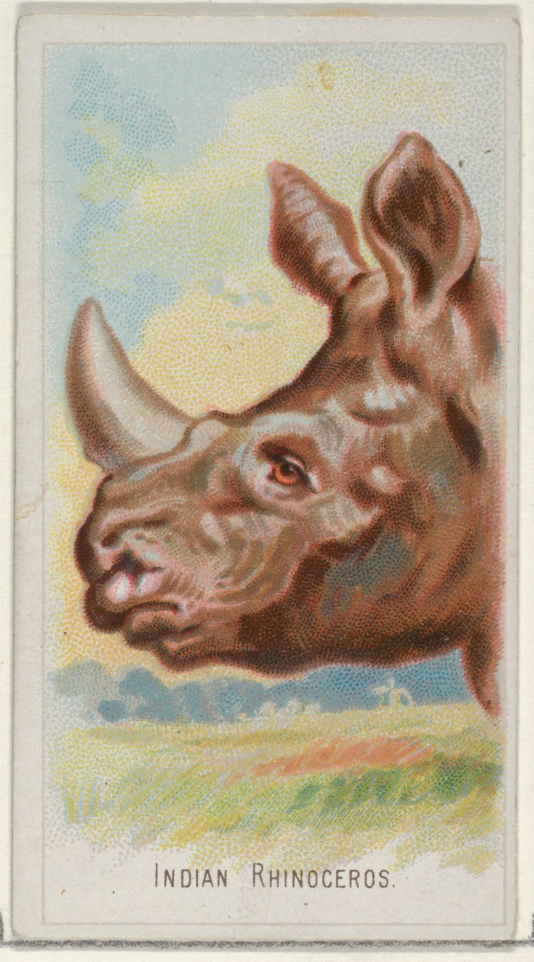 Indian Rhinoceros, from the Wild Animals of the World series (N25) for Allen & Ginter Cigarettes by Allen & Ginter