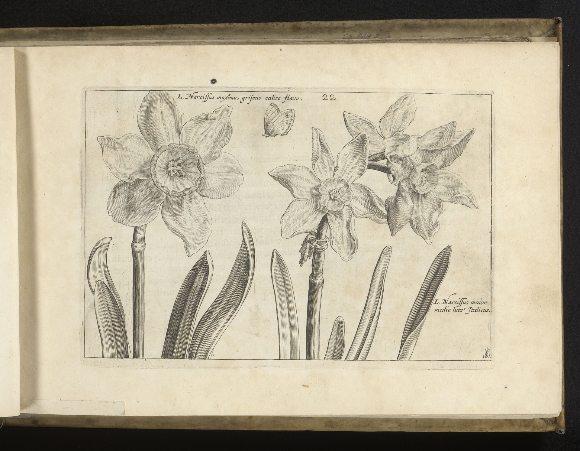 Twee soorten narcissen by Simon van de Passe
