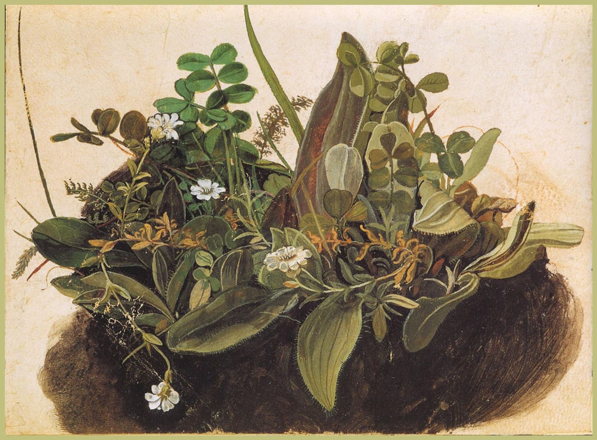 The tuft of grass MINOR by Albrecht Durer