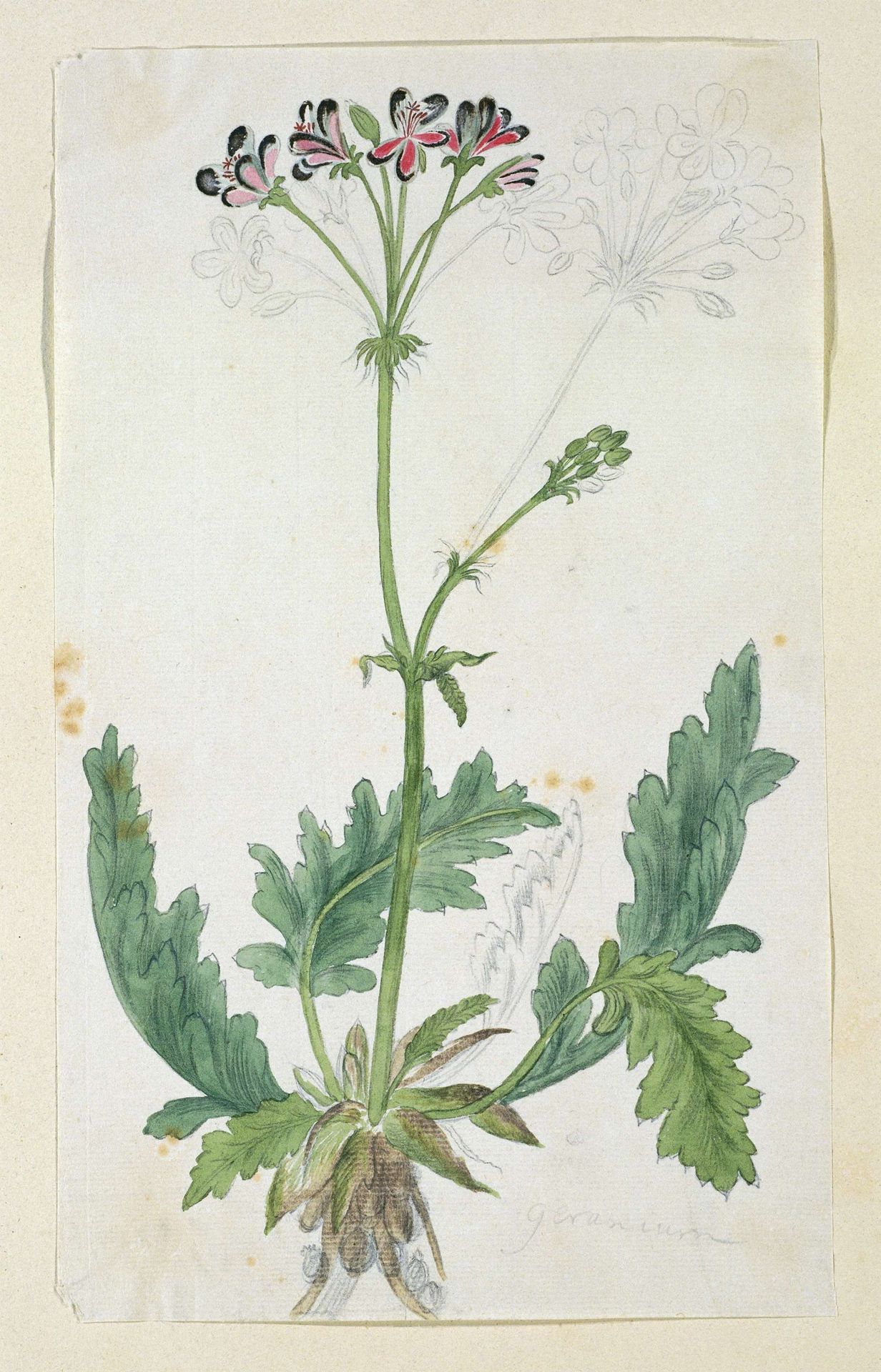 Pelargonium pulchellum Sims (Nonesuch pelargonium) by Robert Jacob Gordon