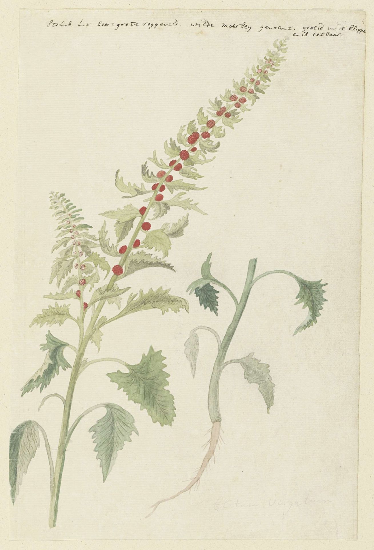 Chenopodium foliosum Aschers, formerly Blitum vergatum (Leafy goosefoot) by Robert Jacob Gordon