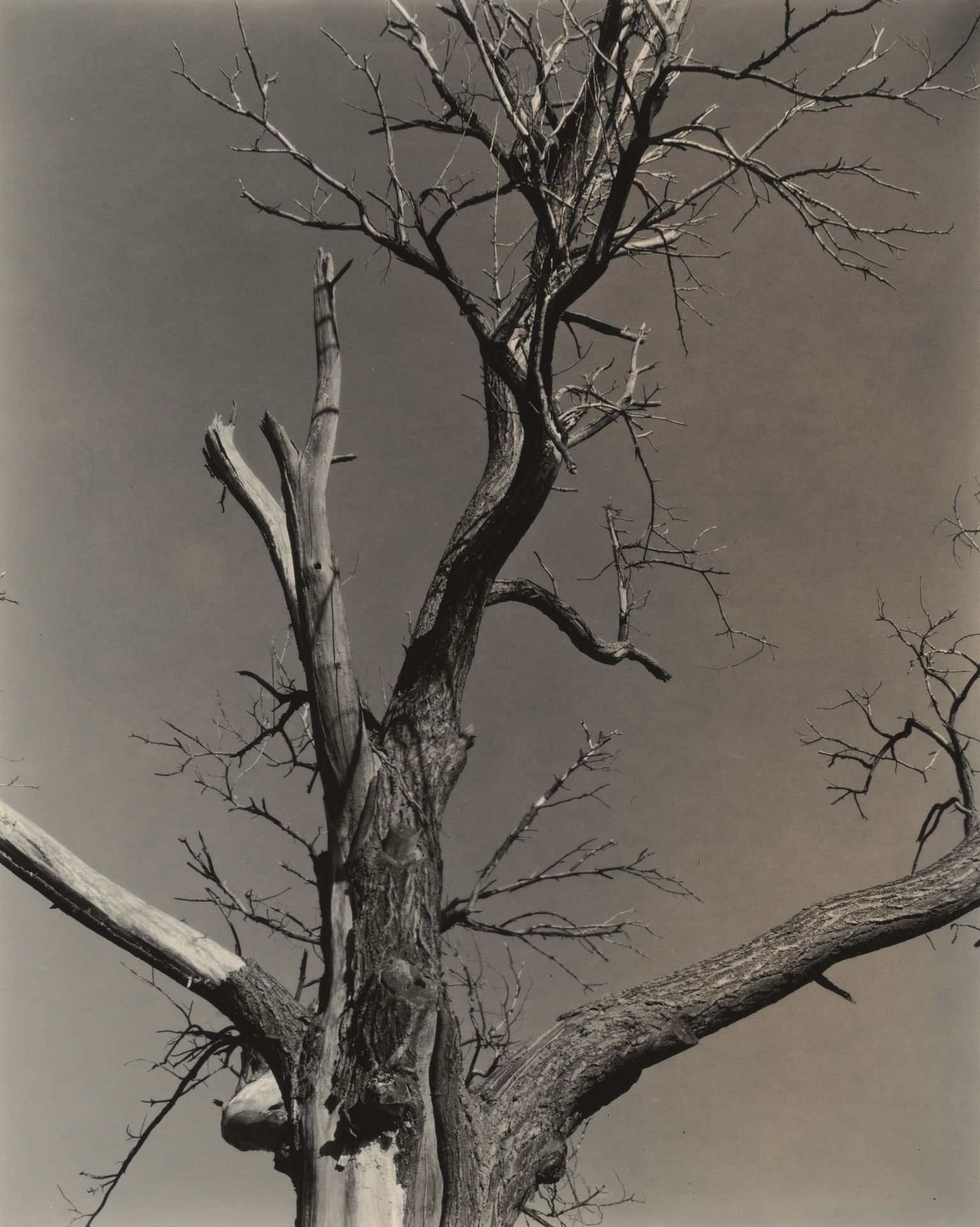 The Dying Chestnut Tree by Alfred Stieglitz