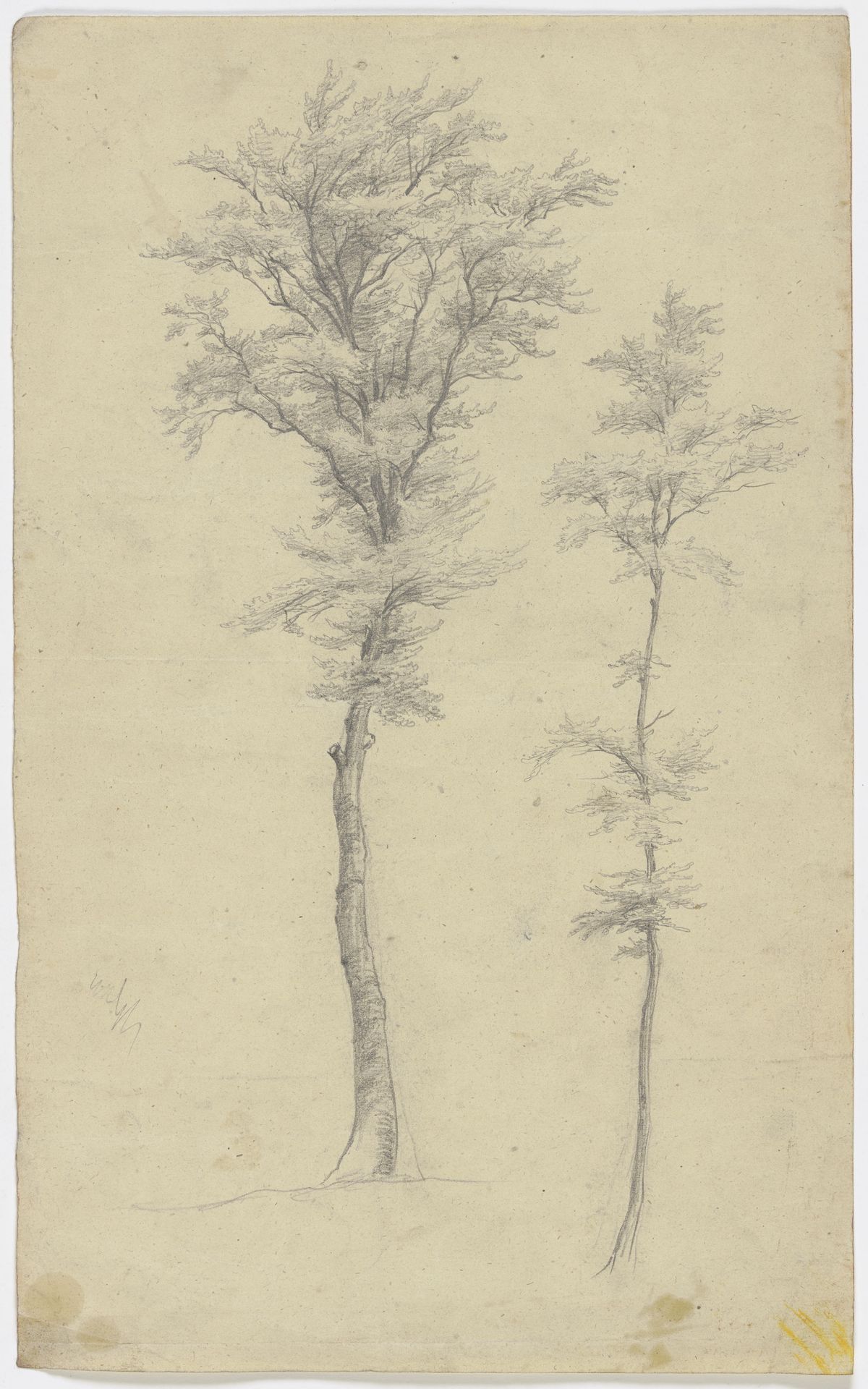 Two trees by Victor Müller