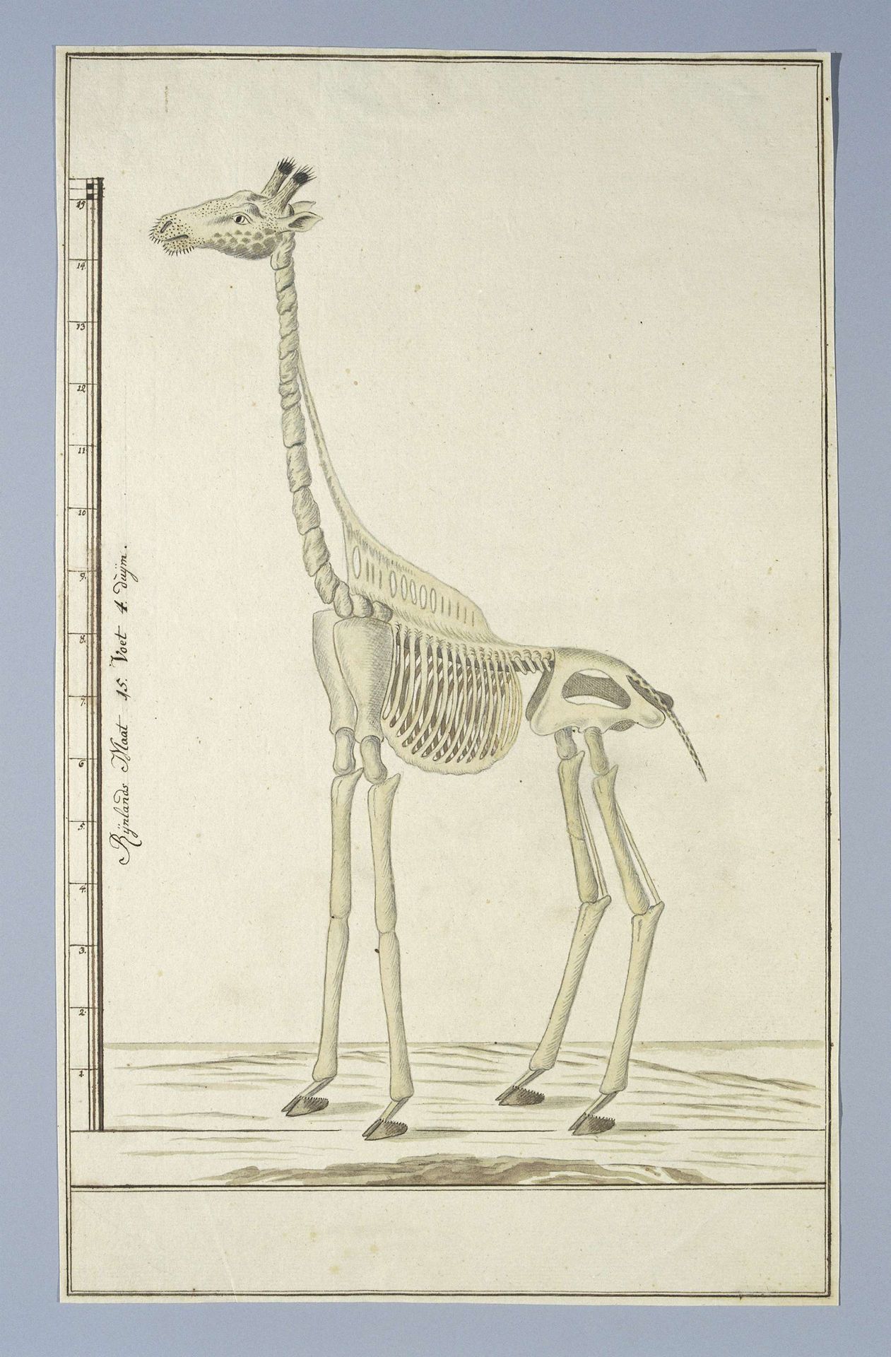 Giraffa camelopardalis (Giraffe), skeleton by Robert Jacob Gordon