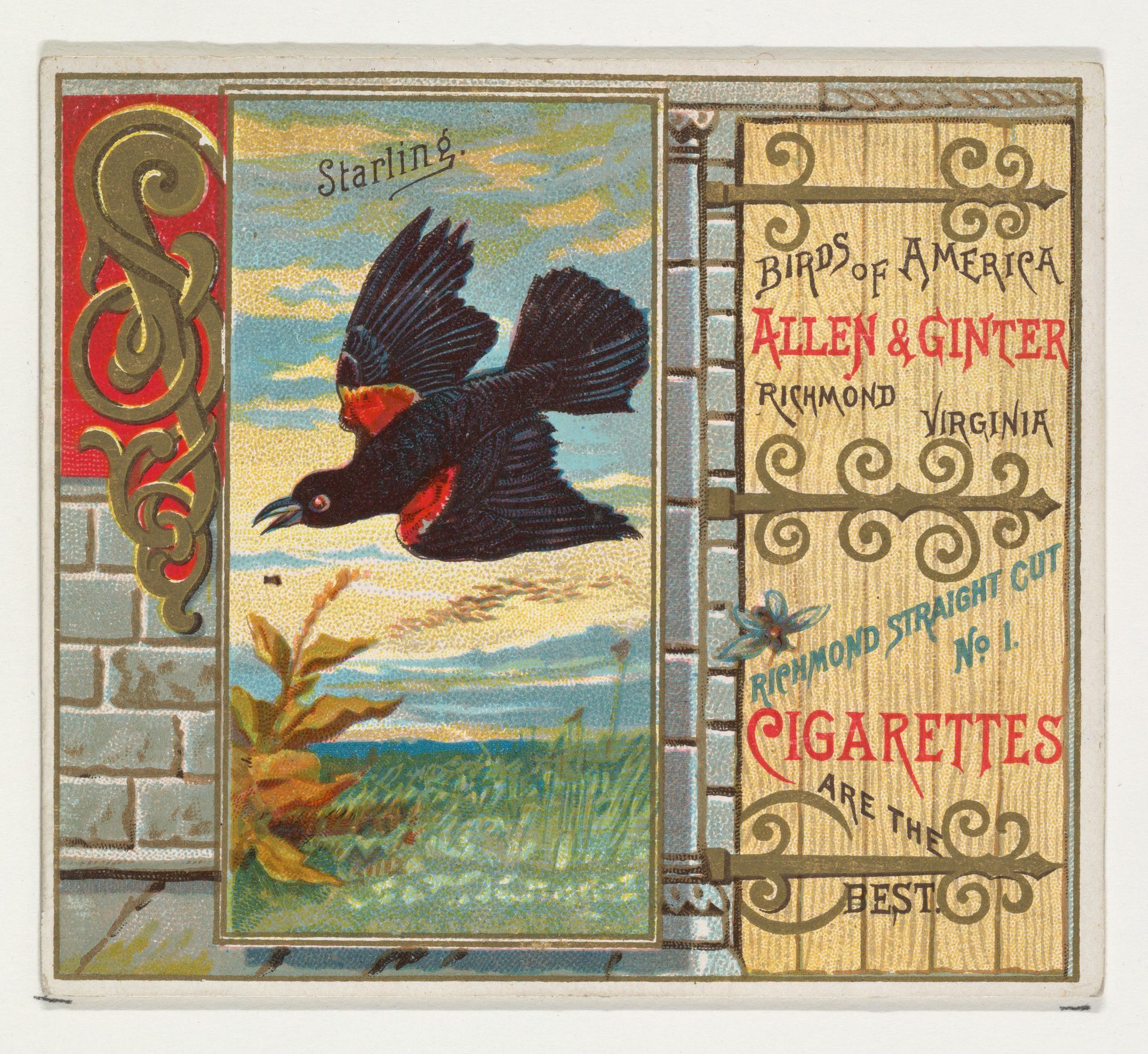 Starling, from the Birds of America series (N37) for Allen & Ginter Cigarettes by Allen & Ginter