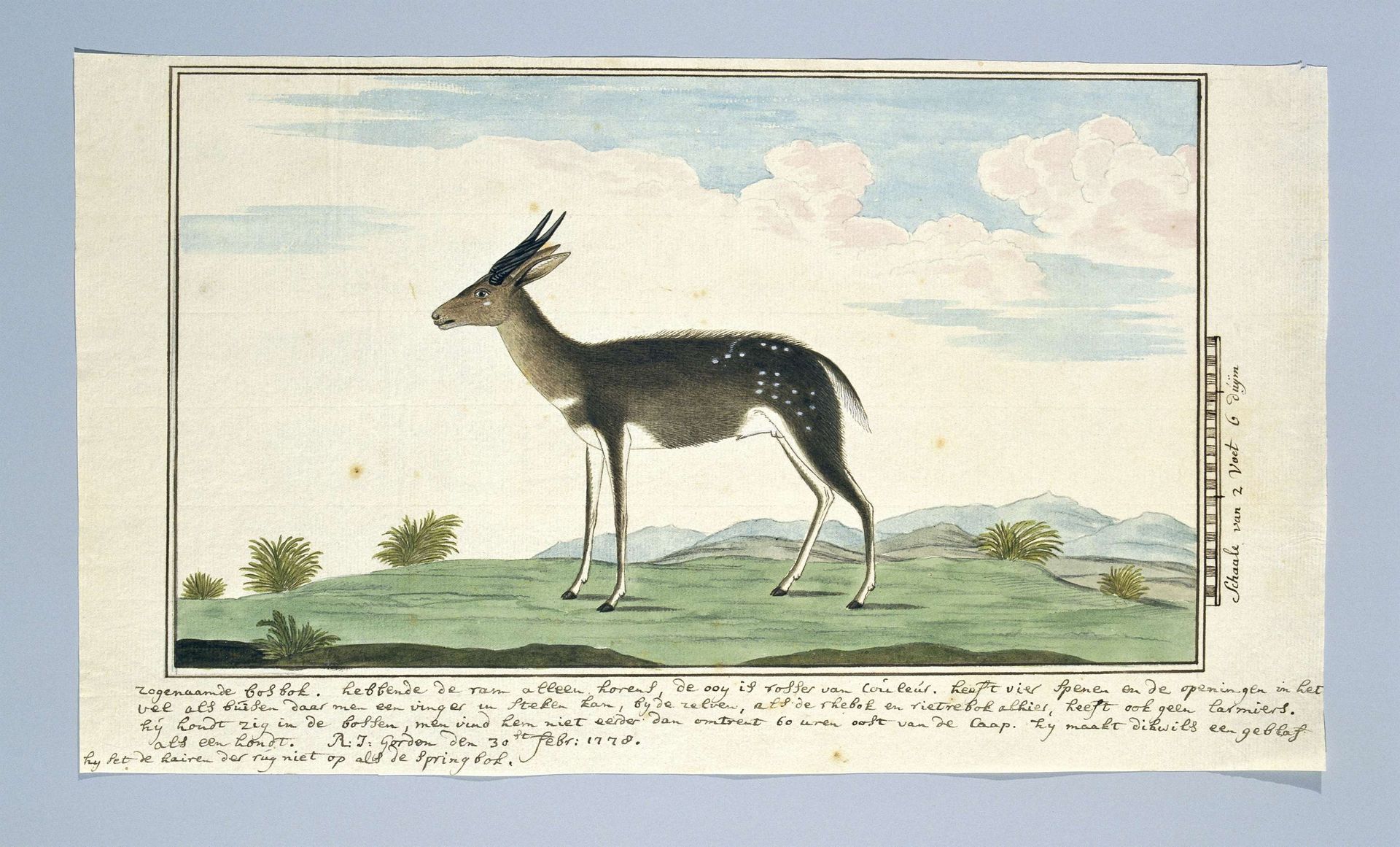 Tragelaphus scriptus (Bushbuck) by Robert Jacob Gordon
