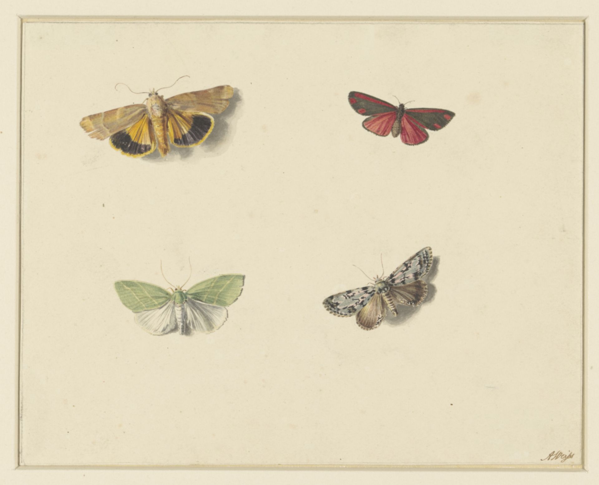 Vier vlinders by Anton Weiss