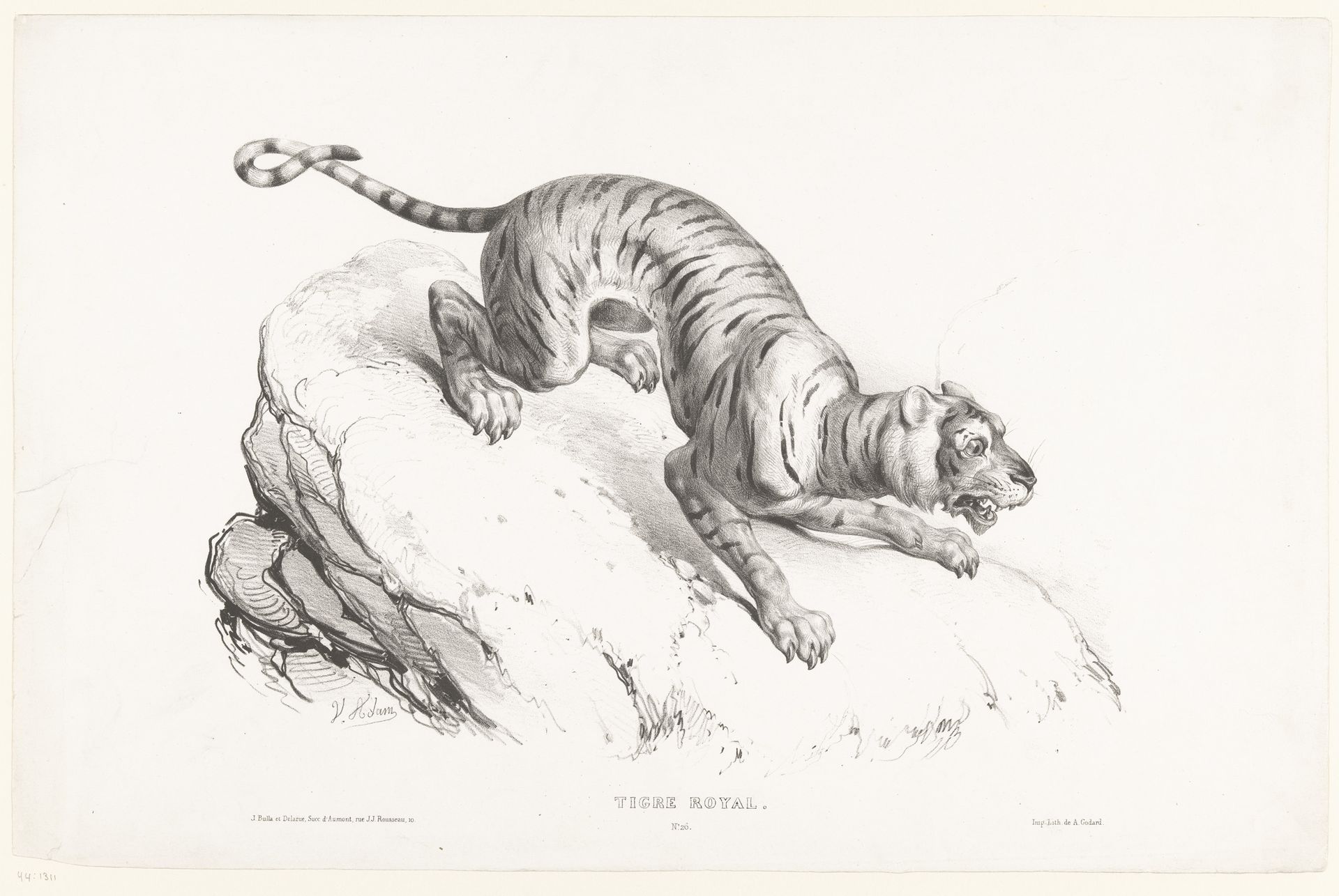 Koninklijke tijger by Victor Adam