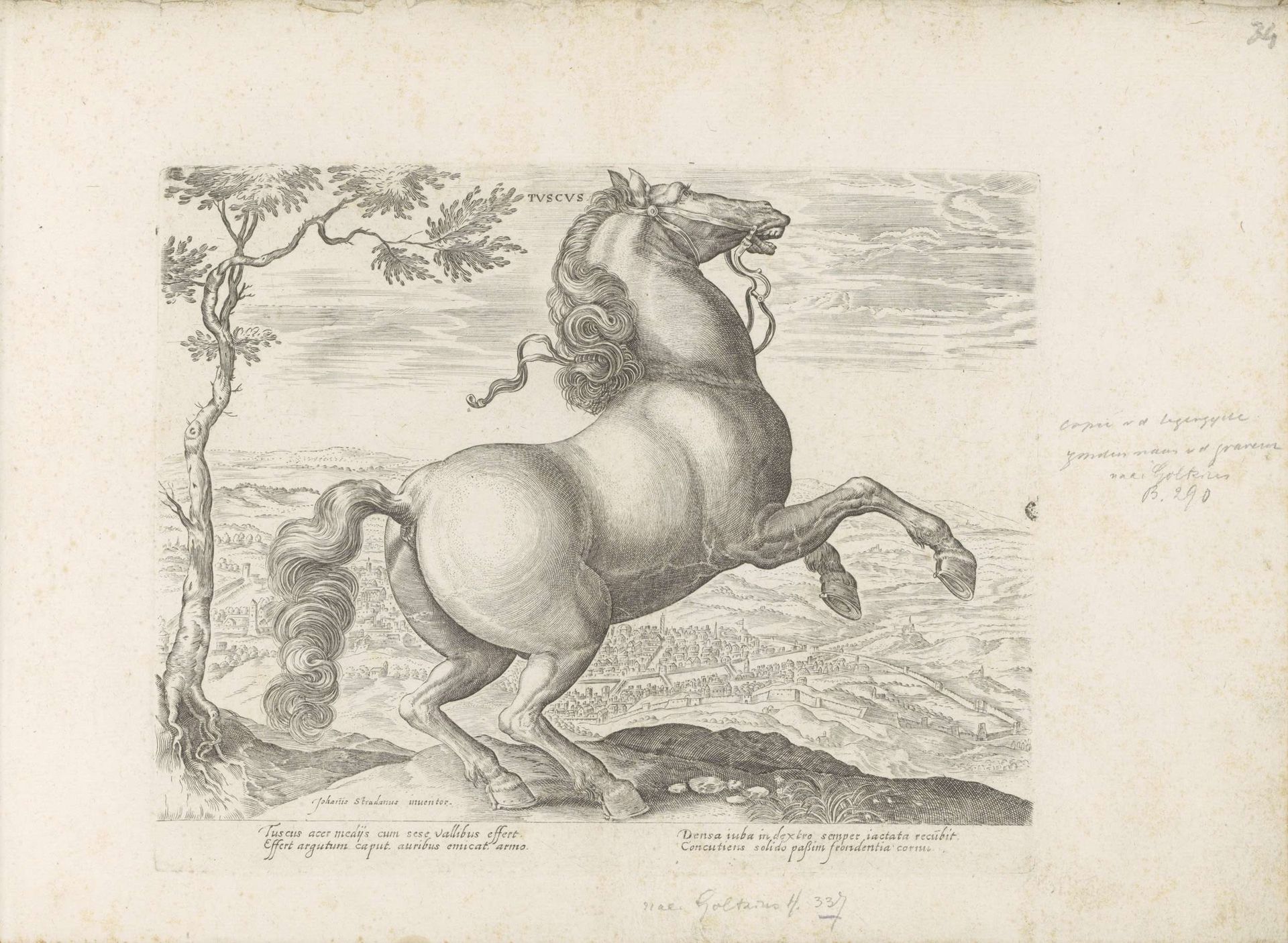 Paard uit Toscane by Anonymous