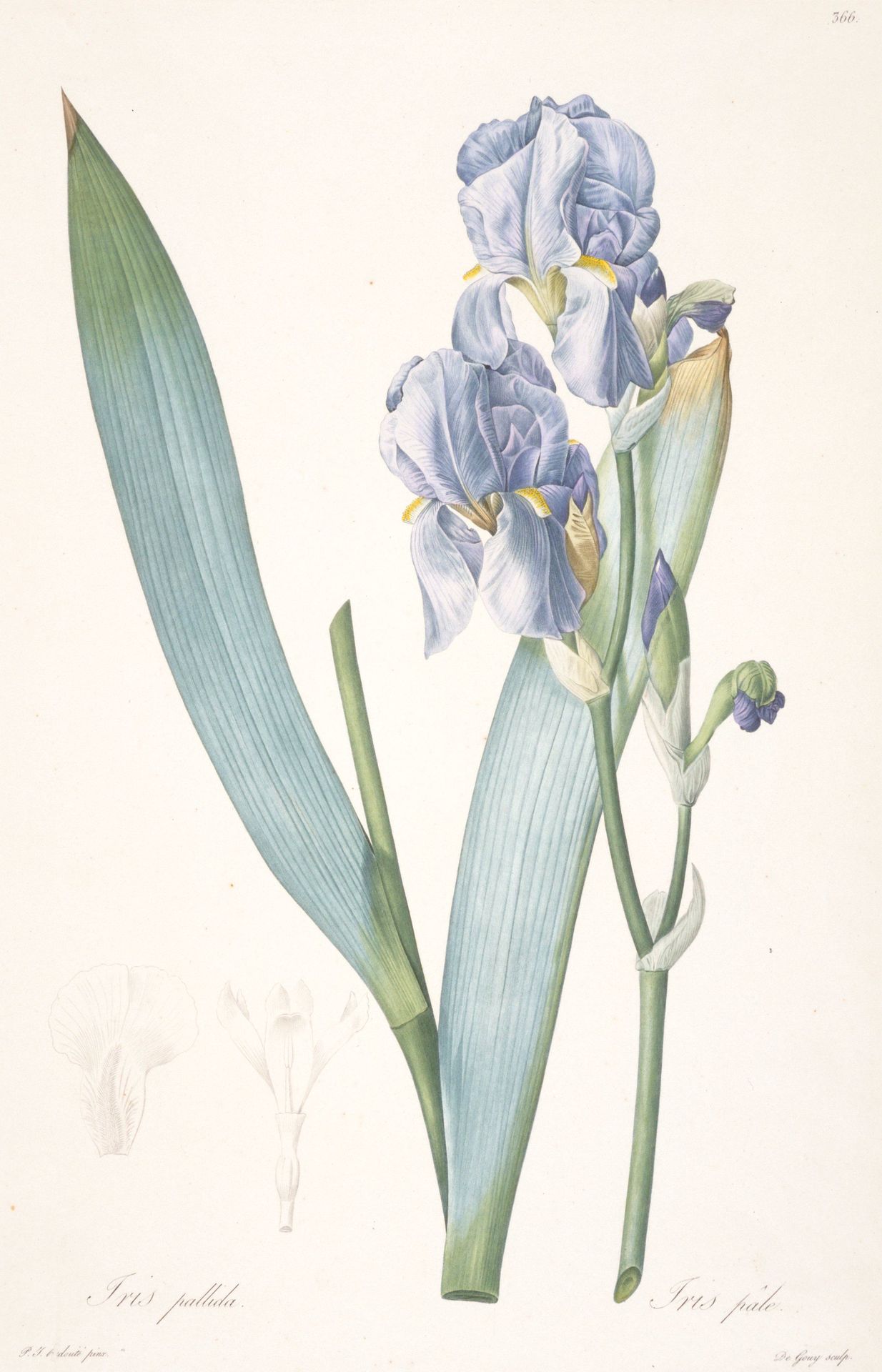 Iris pale by Anonymous