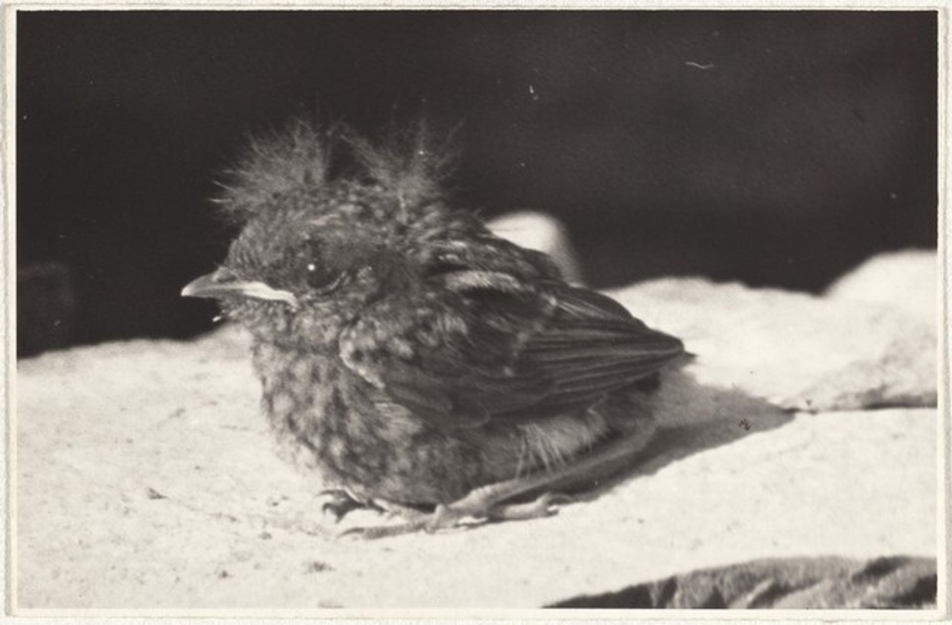 Bird--Animals by Robert Frank