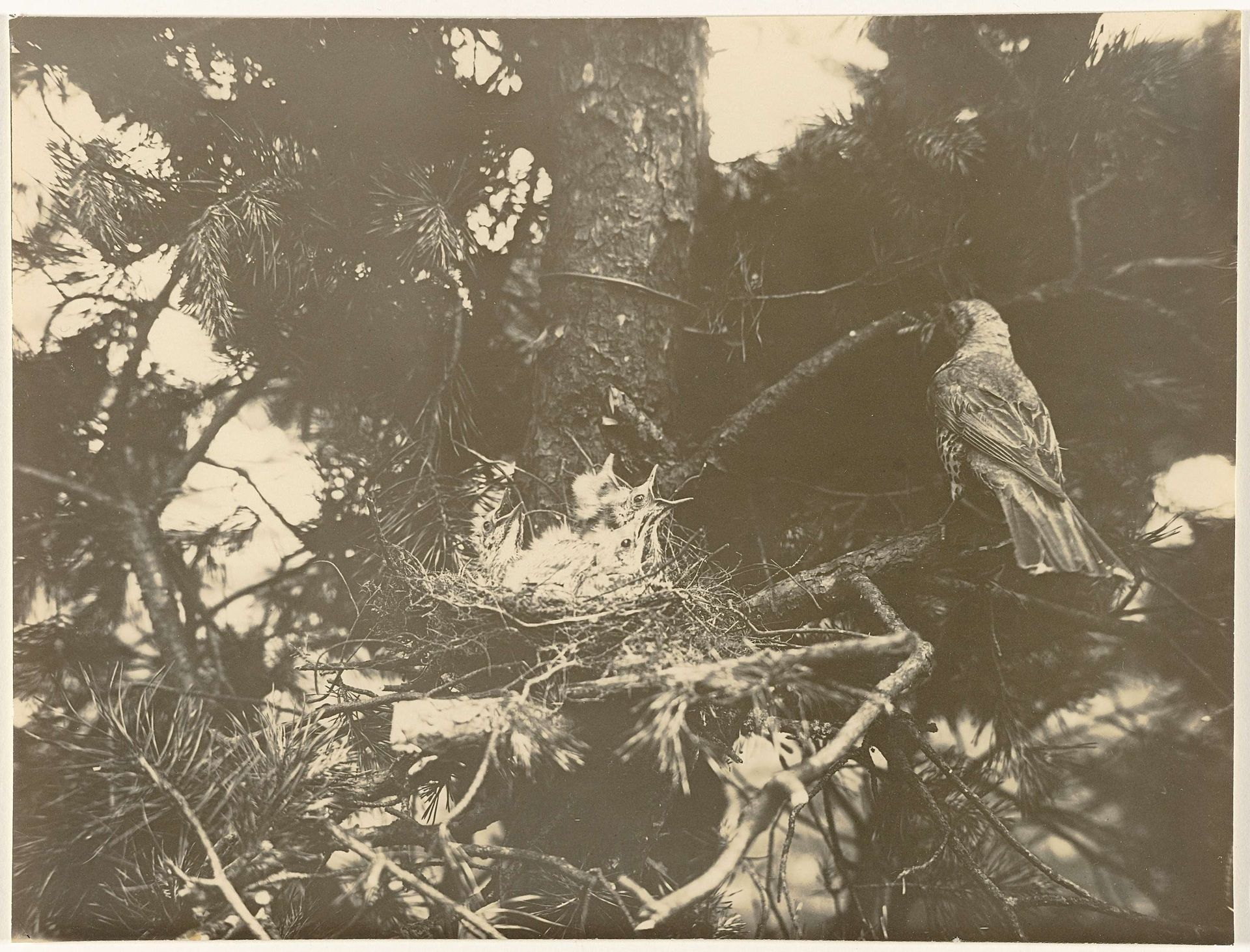 Lijster bij haar nest met kuikens in een grove den by Richard Tepe