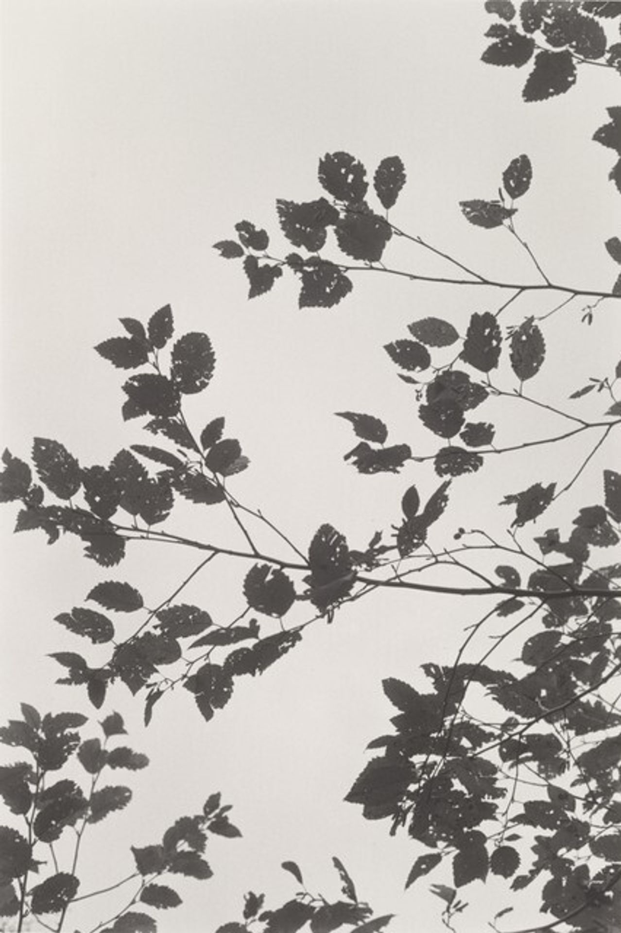 Neahkahnie Mountain, Oregon by Robert Adams