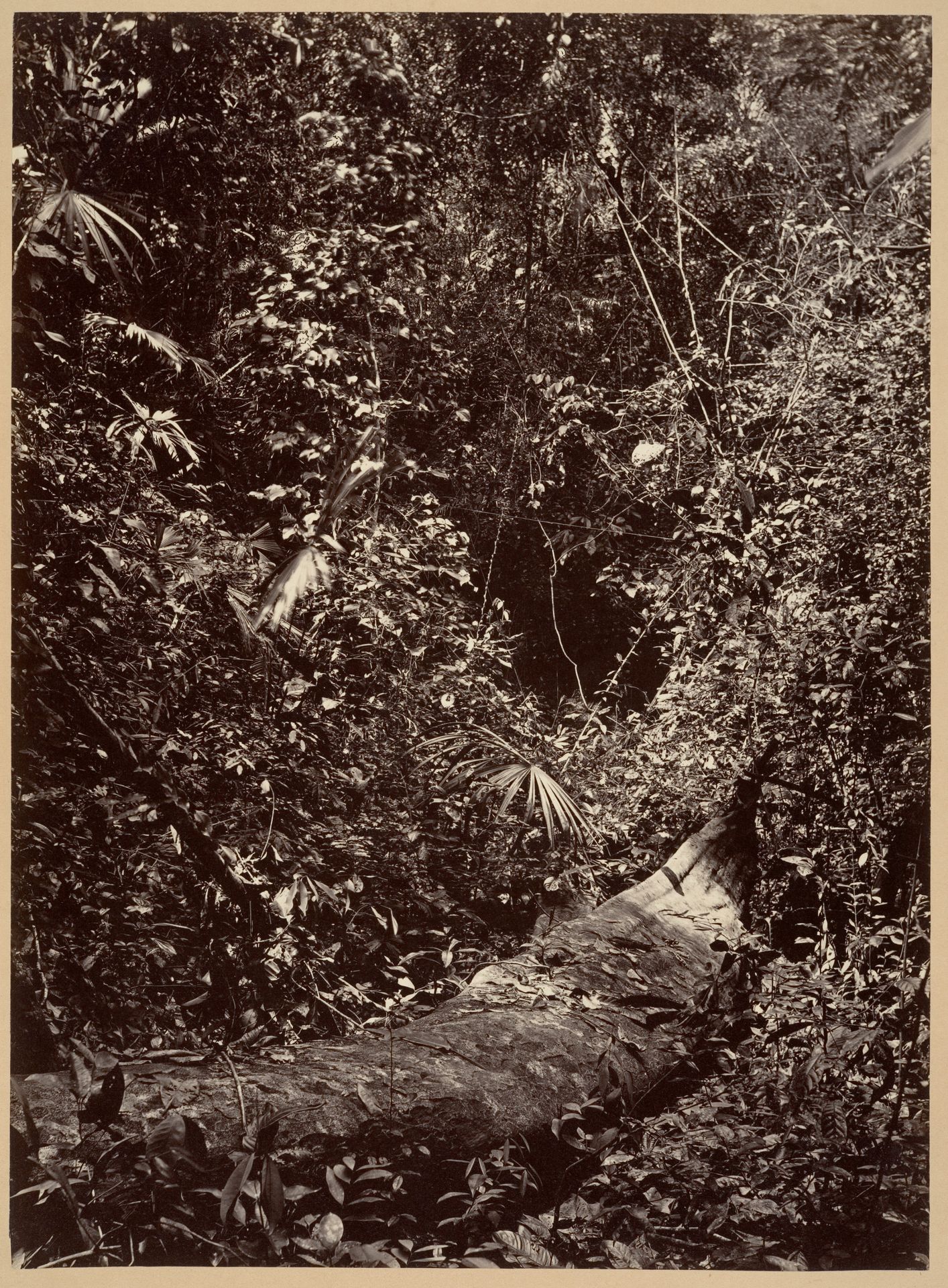 Tropical Scenery, Tropical Forest by John Moran