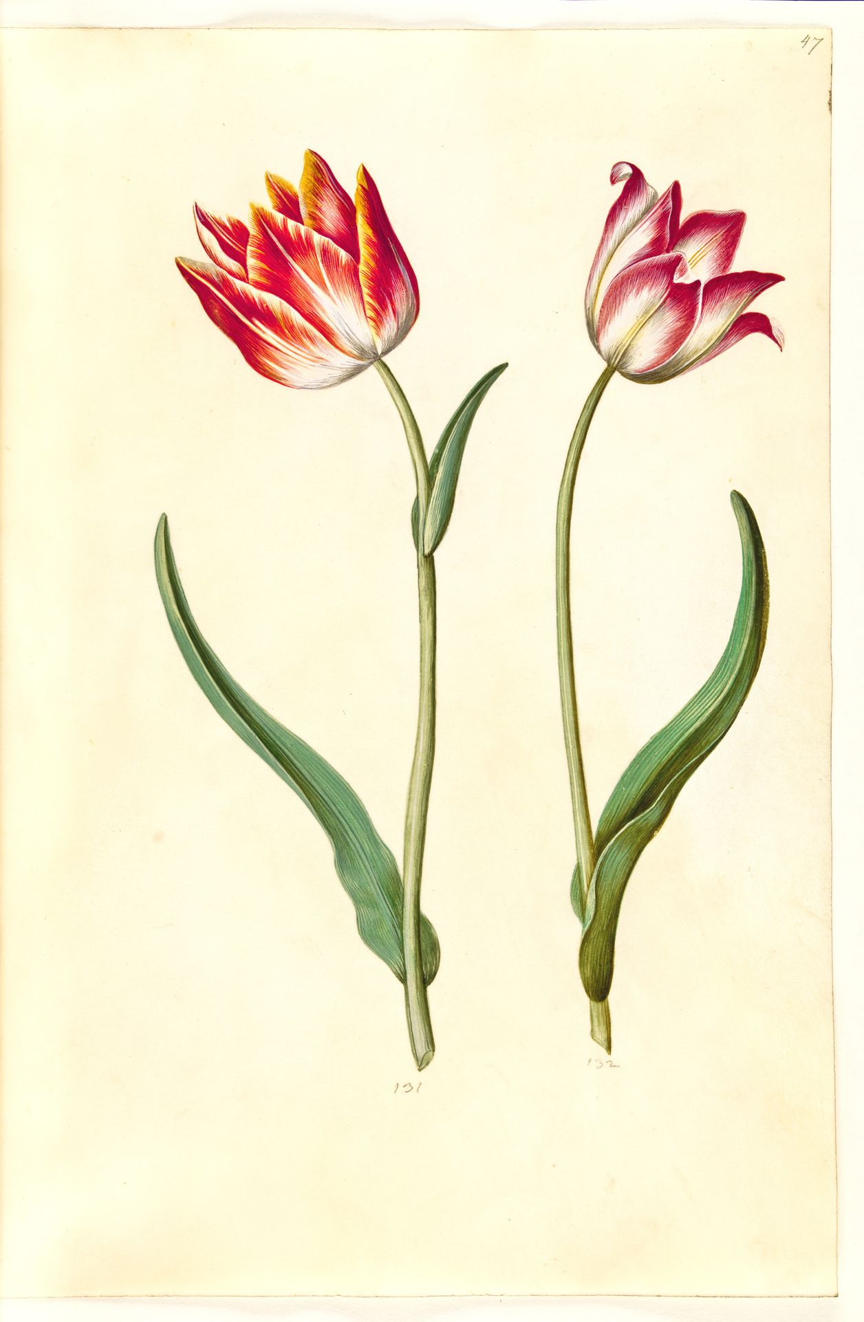 Tulipa gesneriana (have-tulipan) by Hans Simon Holtzbecker