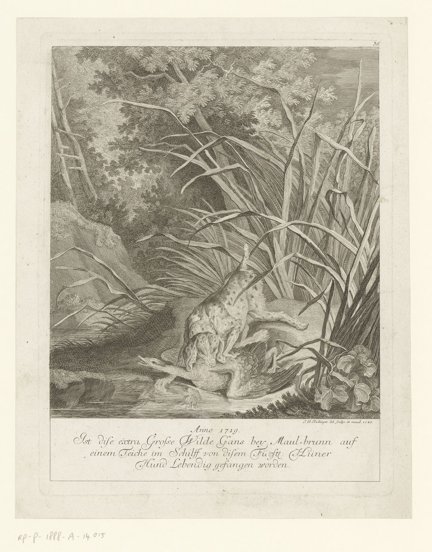 Patrijshond vangt een bijzonder grote gans by Johann Elias Ridinger