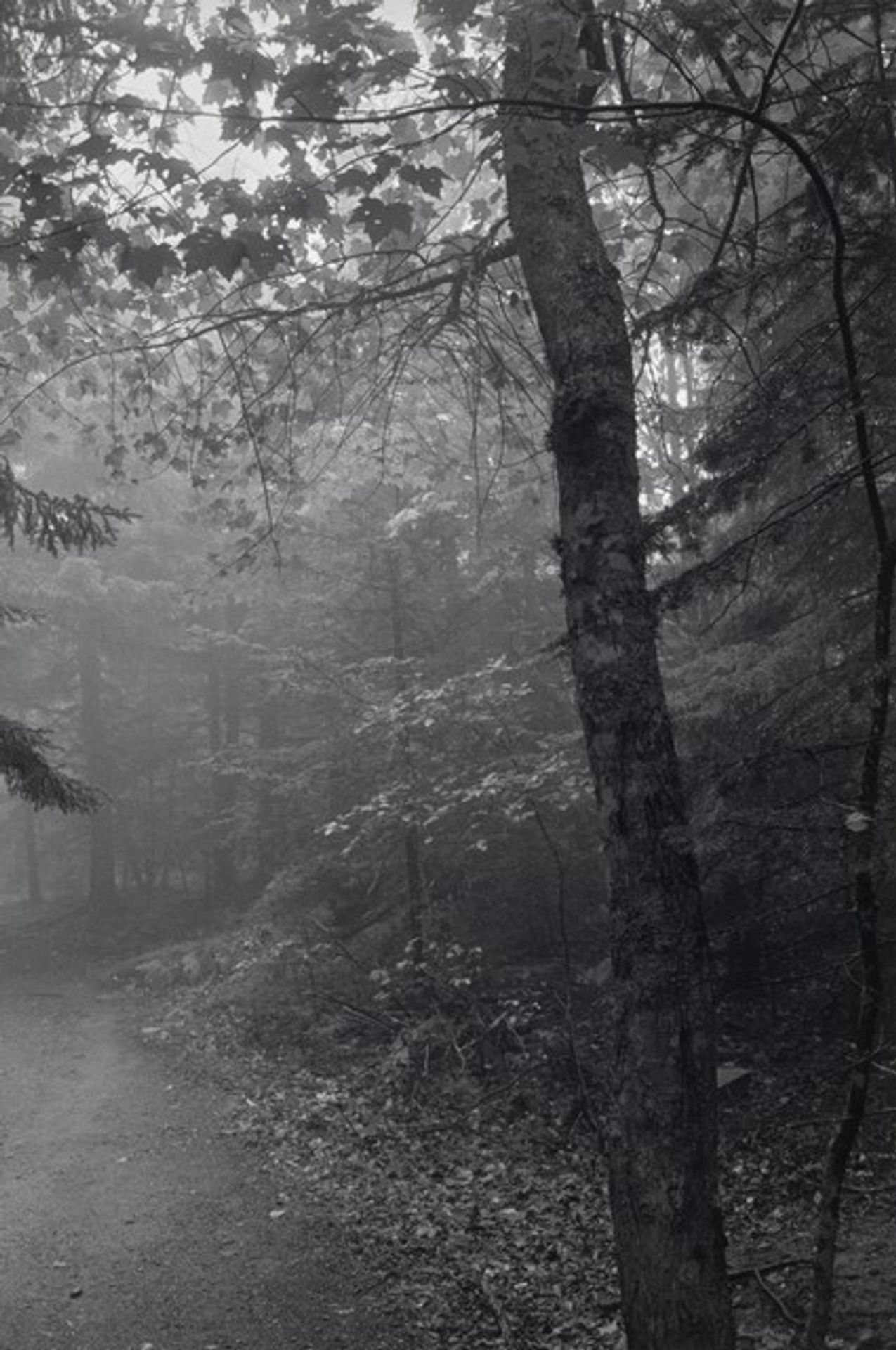 Mount Desert, Maine by David Vestal