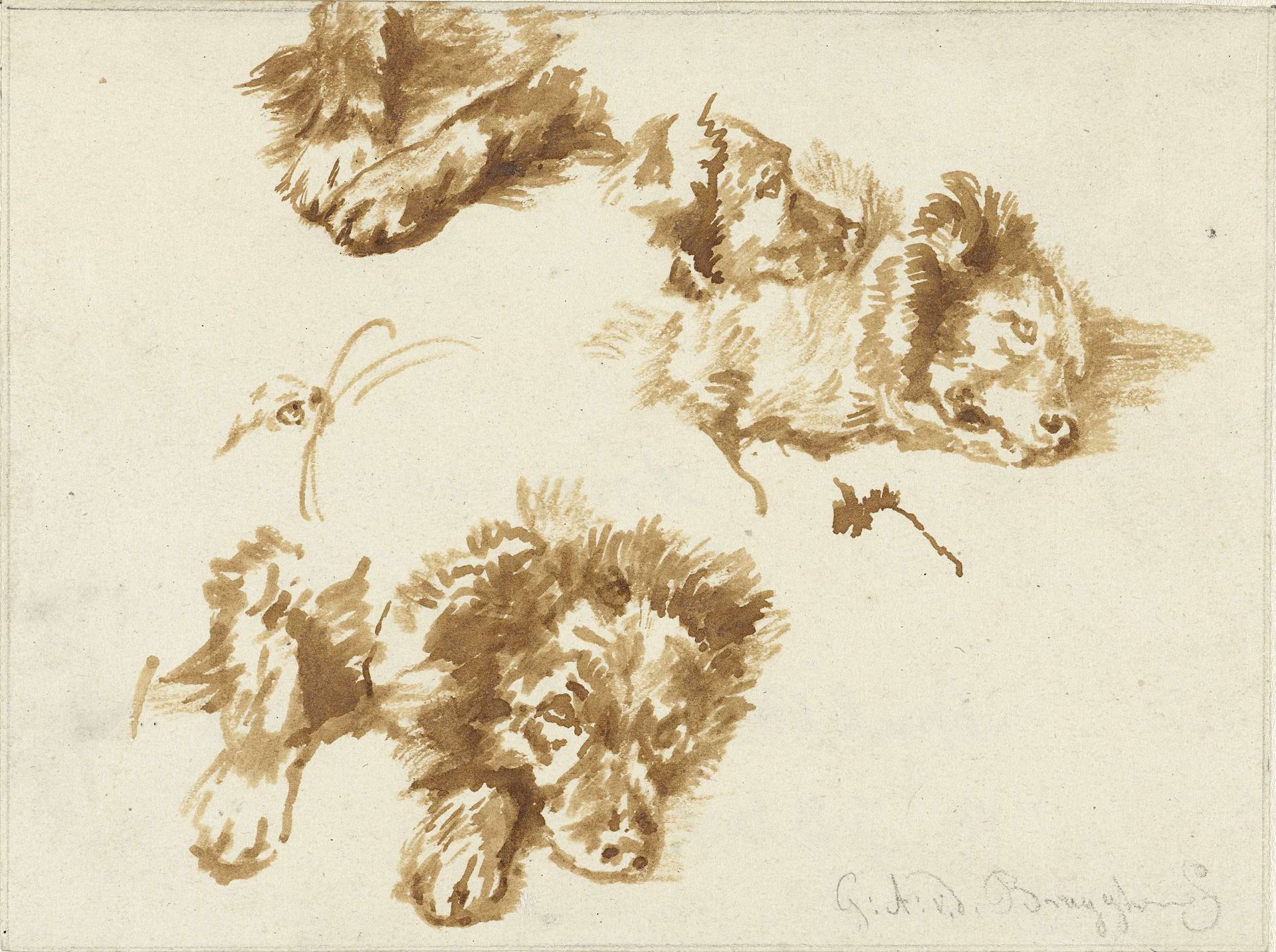 Studies van een hond by Guillaume Anne van der Brugghen