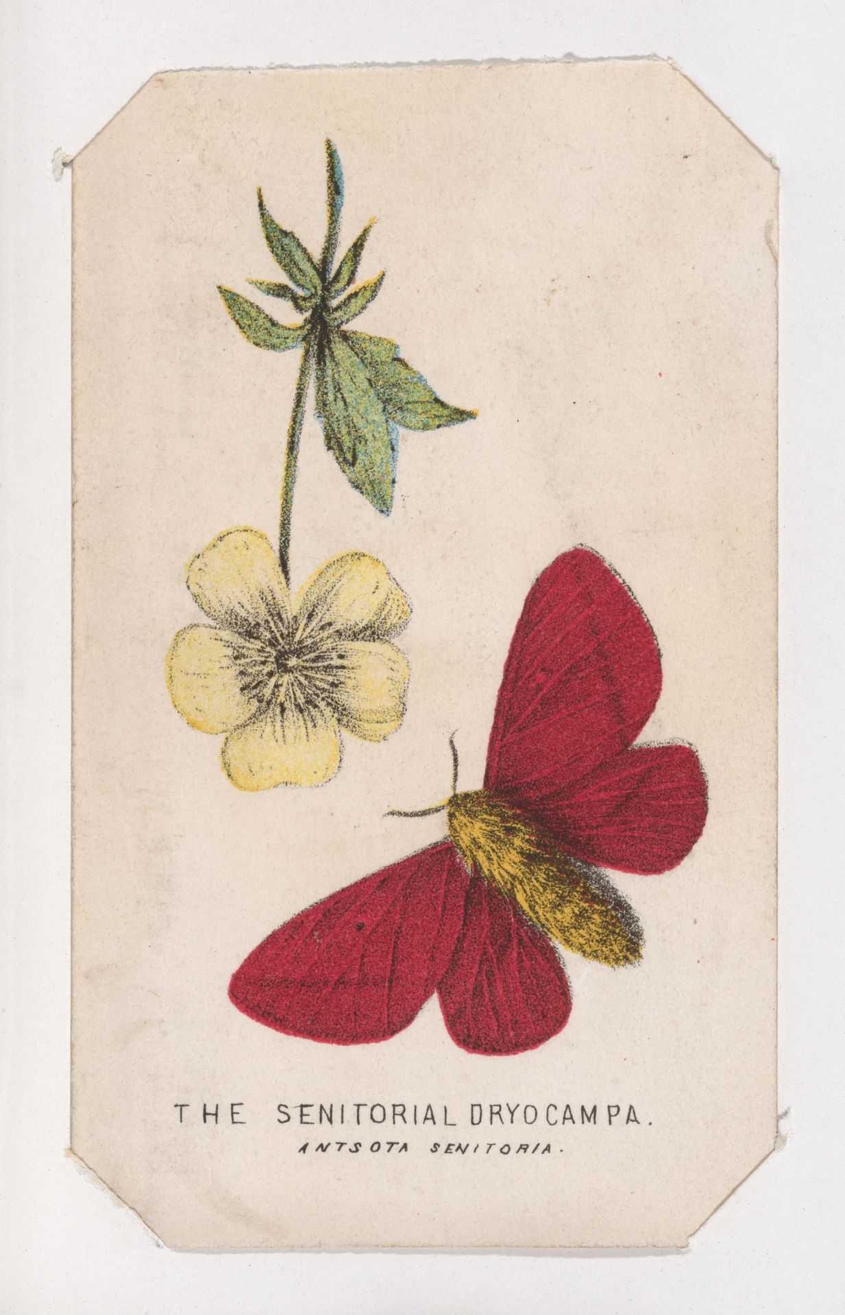 The Senitorial Dryocampa moth card from the Butterflies and Moths of America series by Louis Prang & Co.