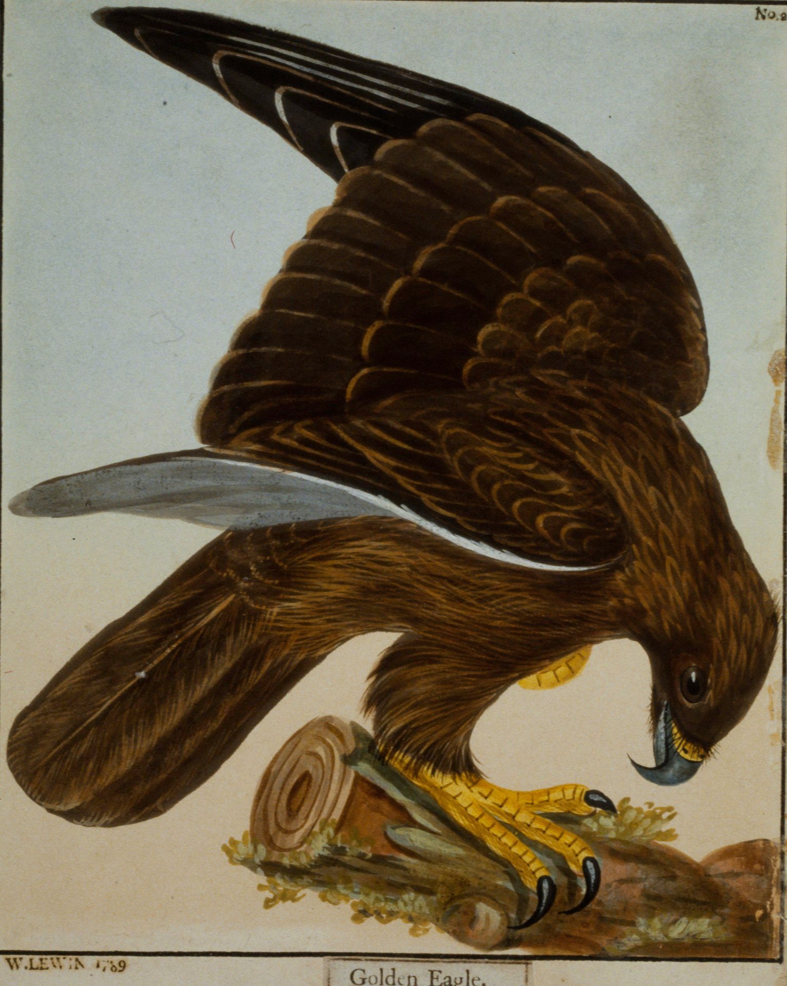 Golden Eagle by William Lewin