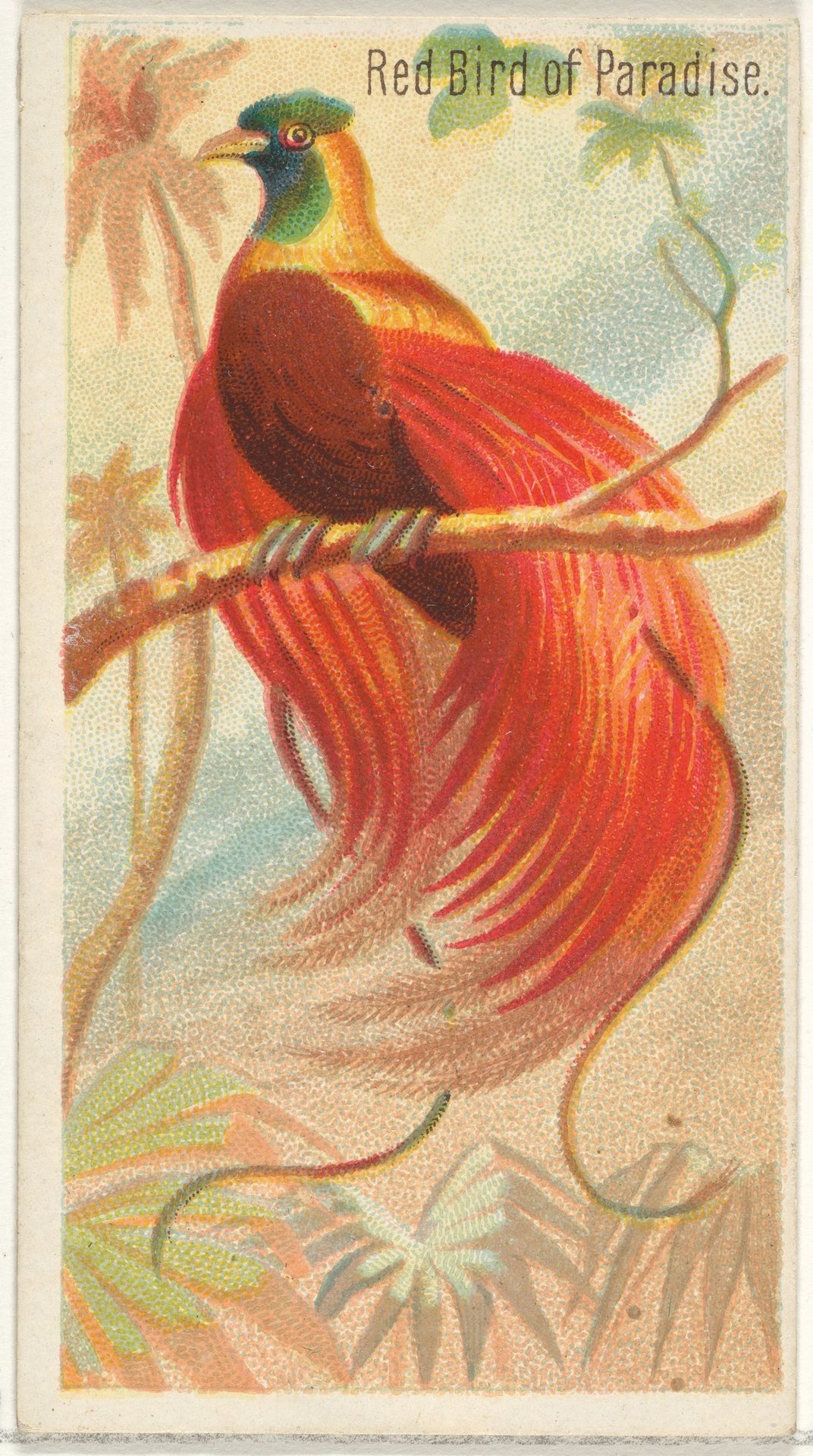Red Bird of Paradise, from the Birds of the Tropics series (N5) for Allen & Ginter Cigarettes Brands by Allen & Ginter